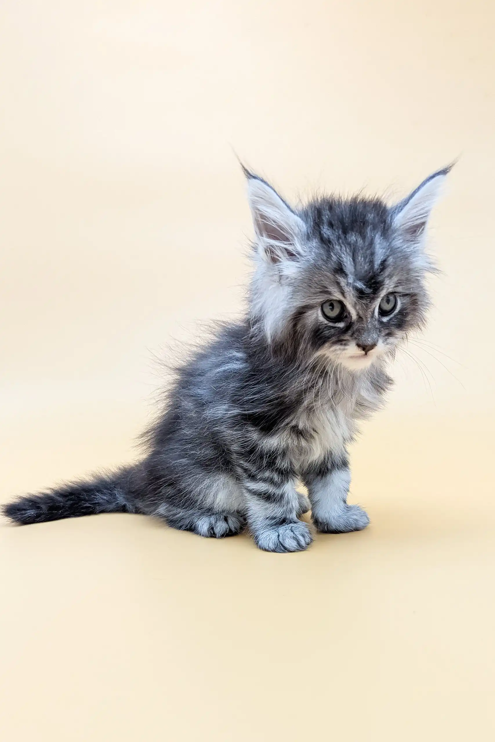 Mantra | Maine Coon Kitten - Image 6