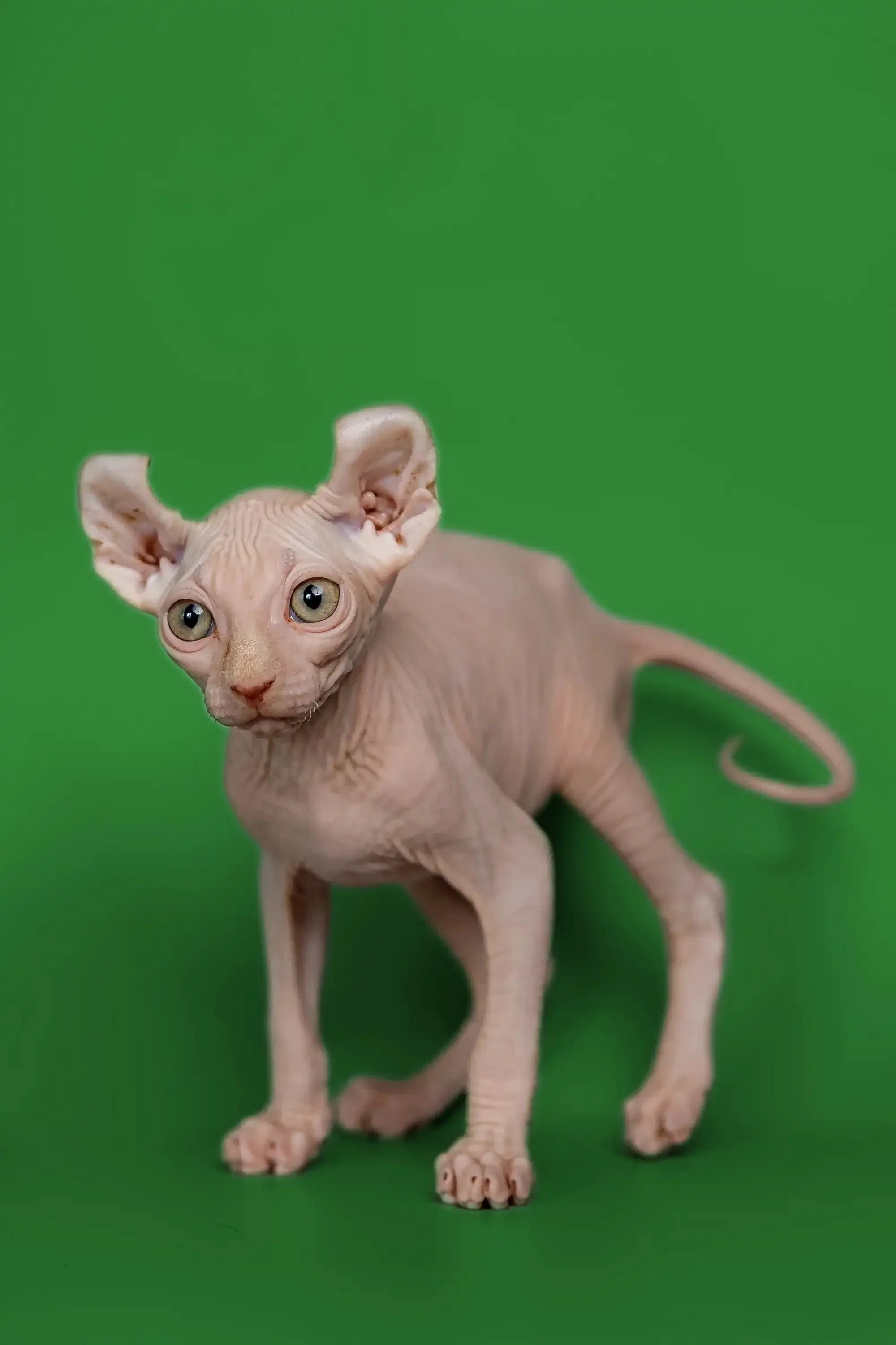Marco | Elf  Kitten - Image 4