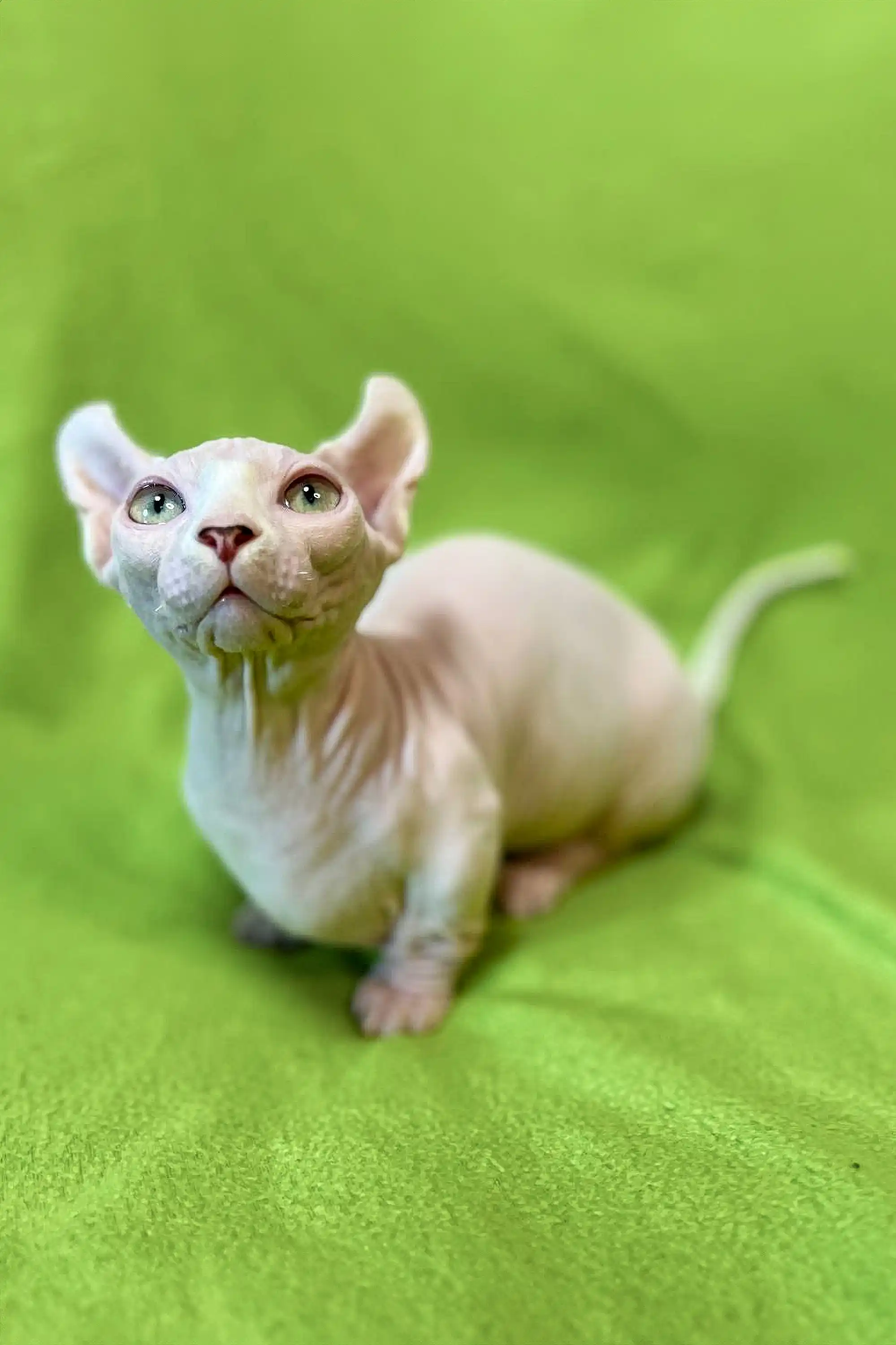 Marcuz | Sphynx Kitten - Image 5