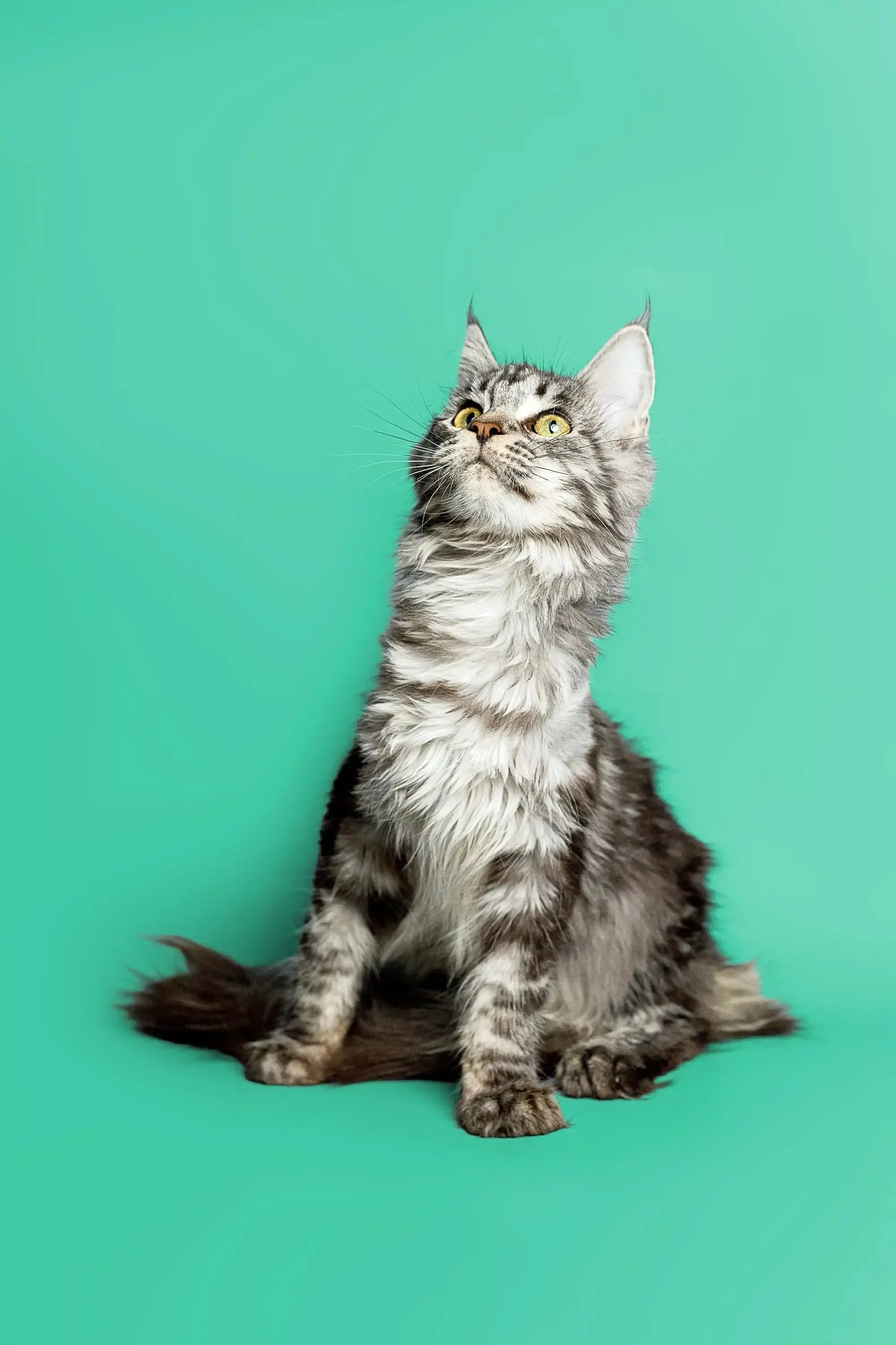Margo | Maine Coon Kitten - Image 10