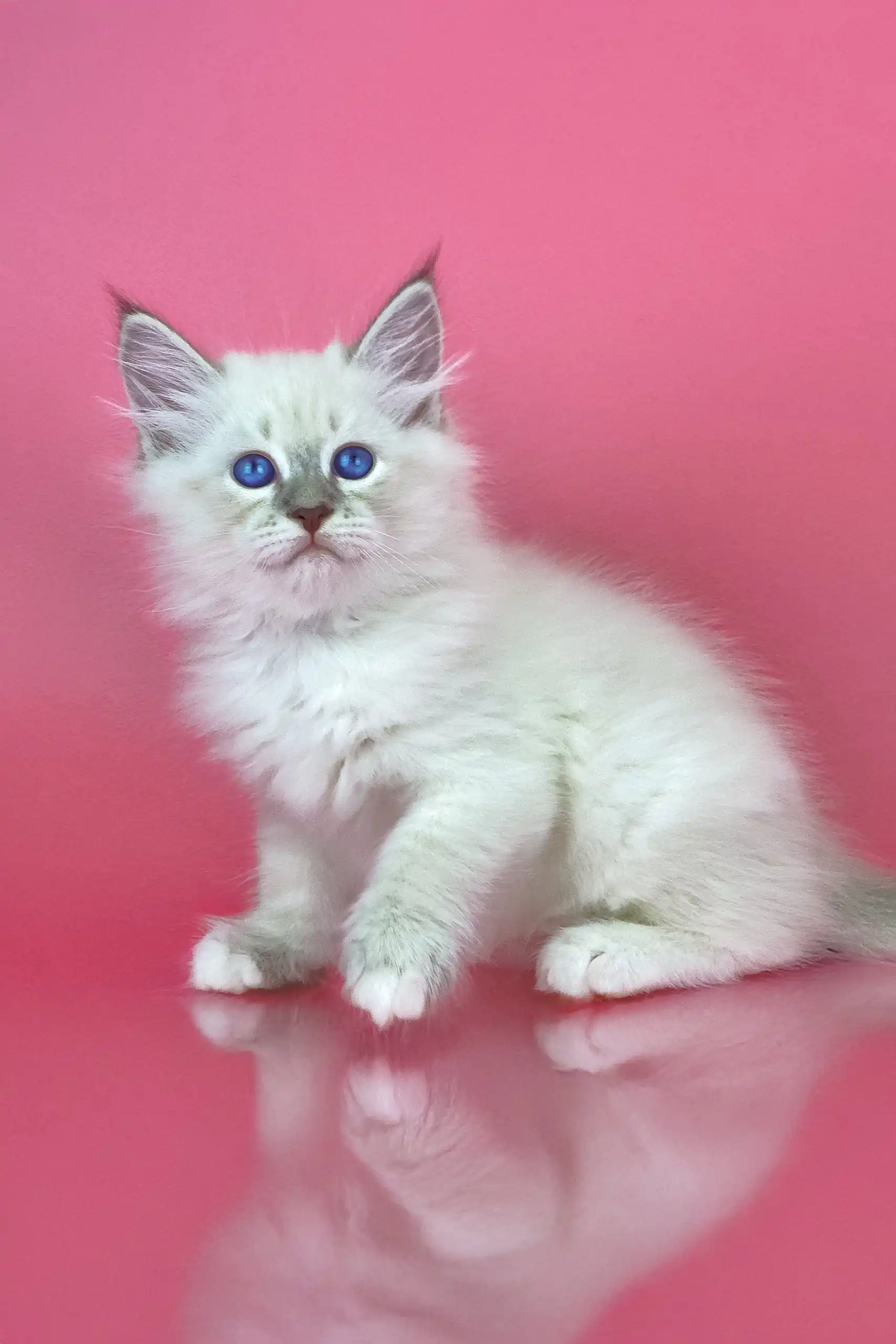 Mario | Siberian Kitten - Image 6