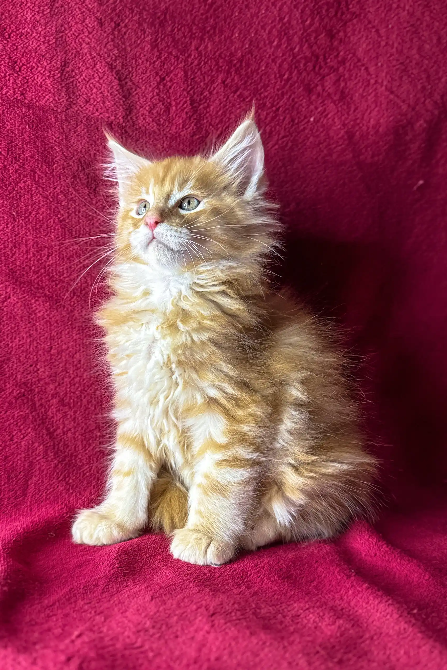 Marley | Maine Coon Kitten - Image 4