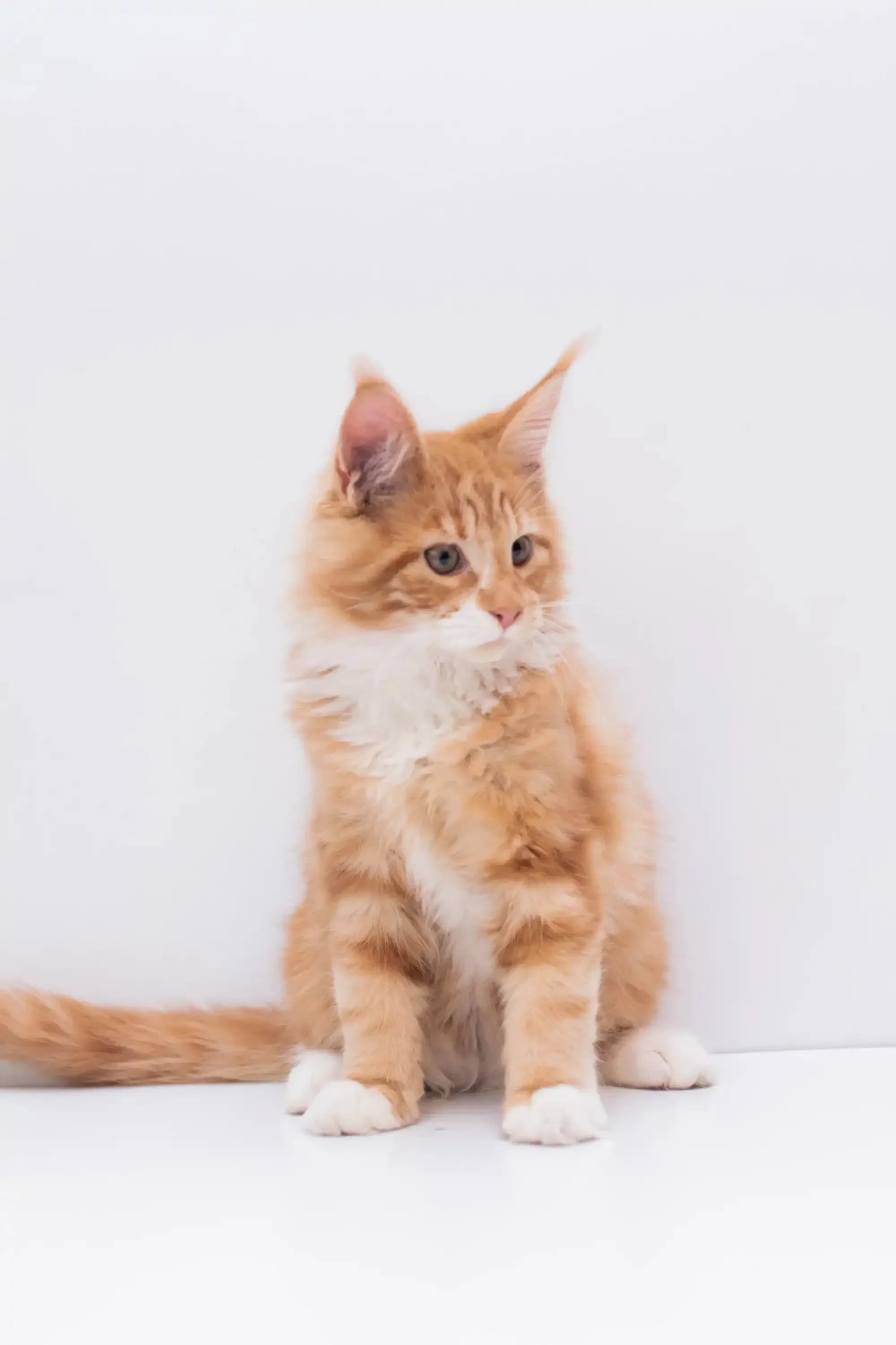 Marley | Maine Coon Kitten - Image 3