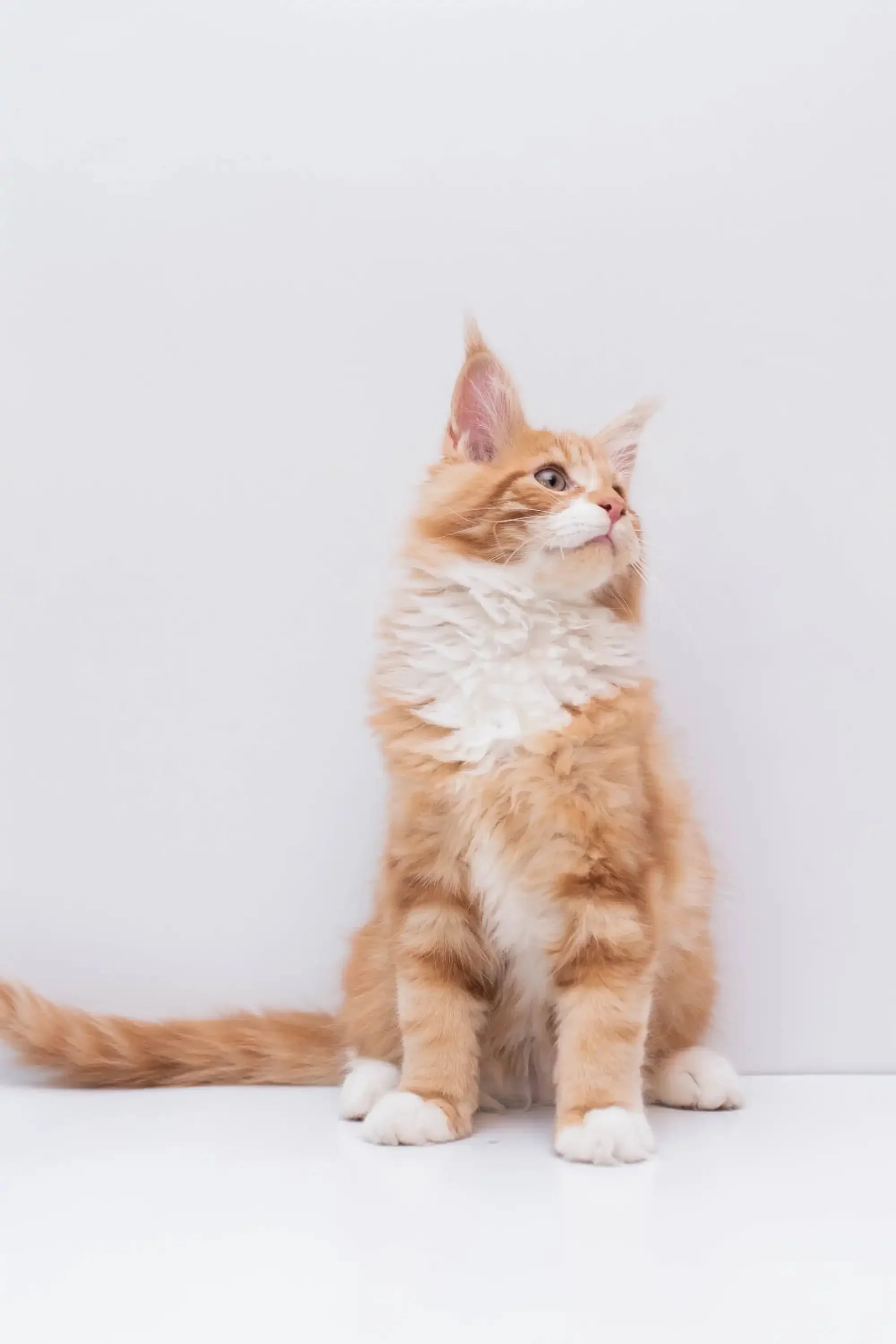 Marley | Maine Coon Kitten - Image 4