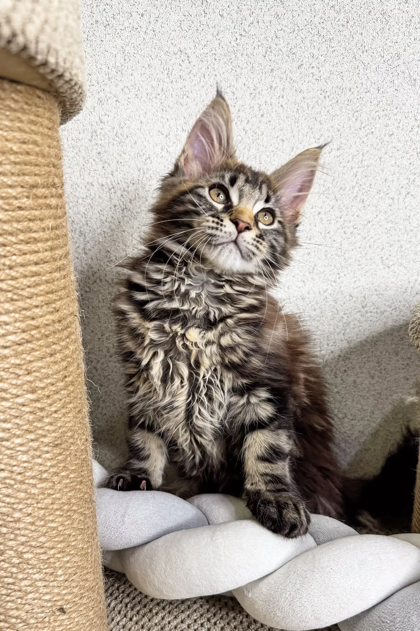 Marry | Maine Coon Kitten - Image 2