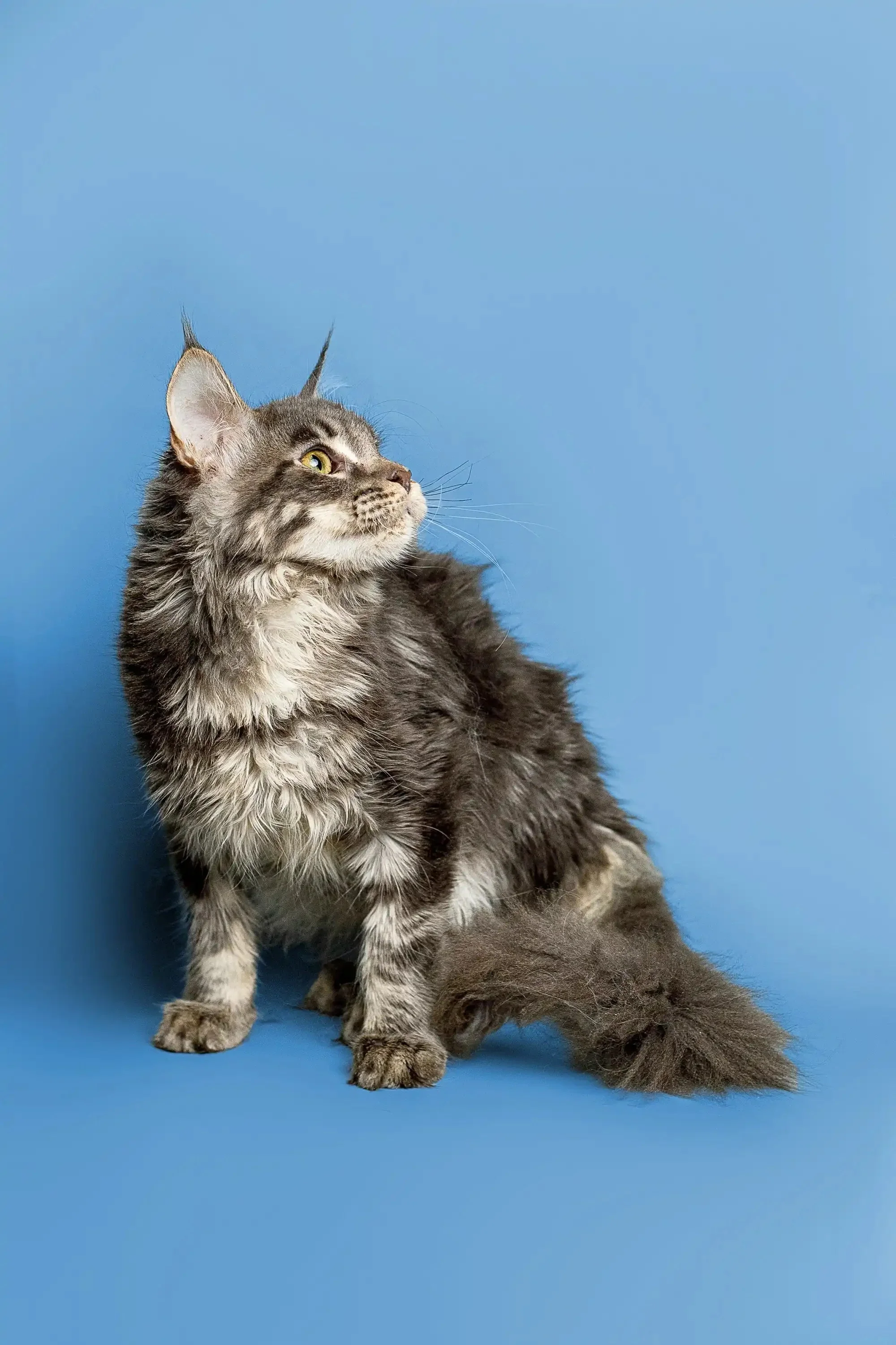Marry | Maine Coon Kitten - Image 6