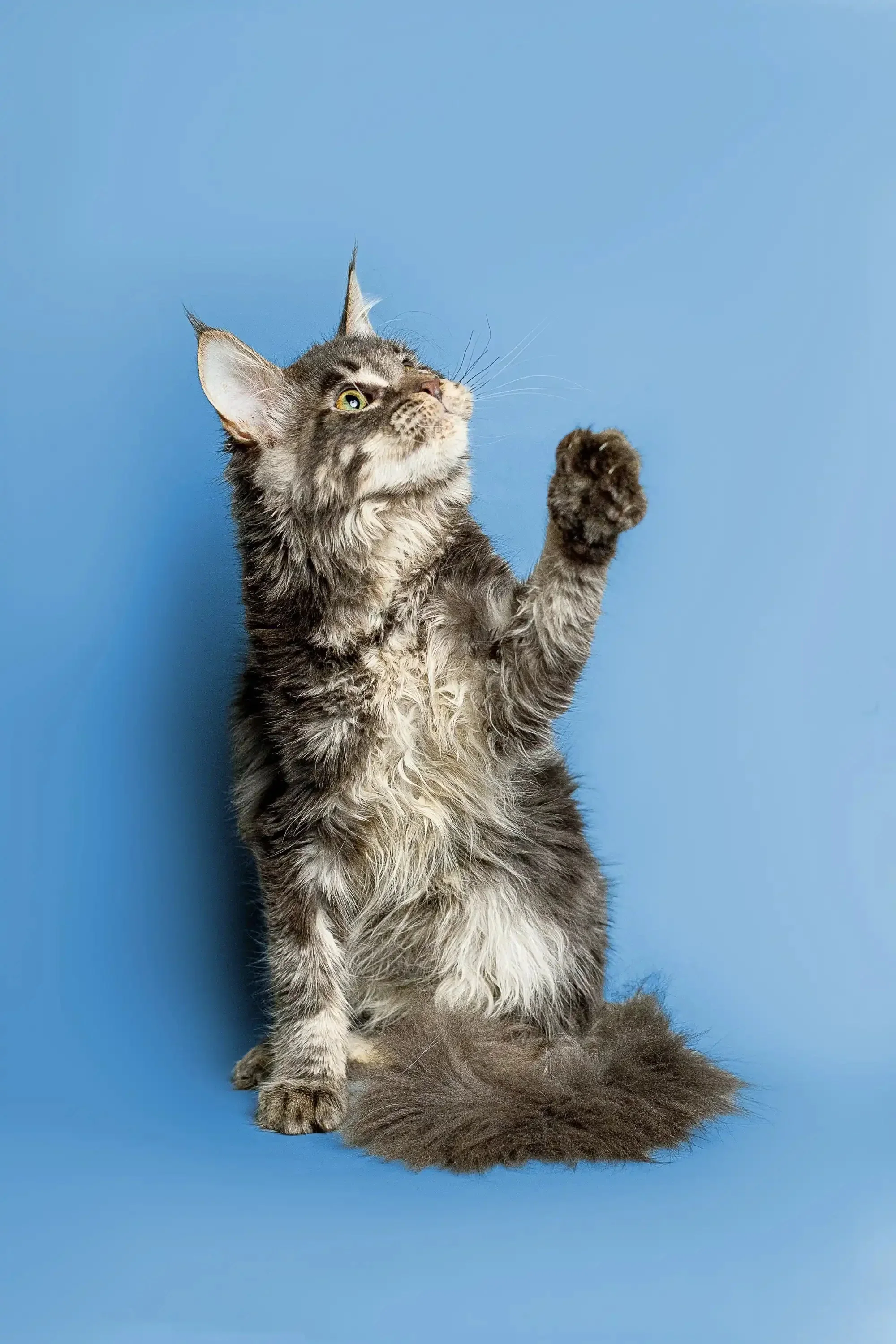 Marry | Maine Coon Kitten - Image 7