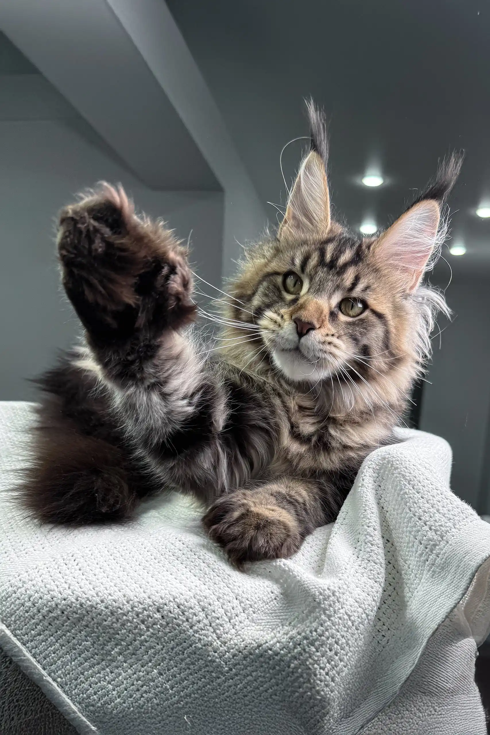 Marry | Polydactyl Maine Coon - Image 11