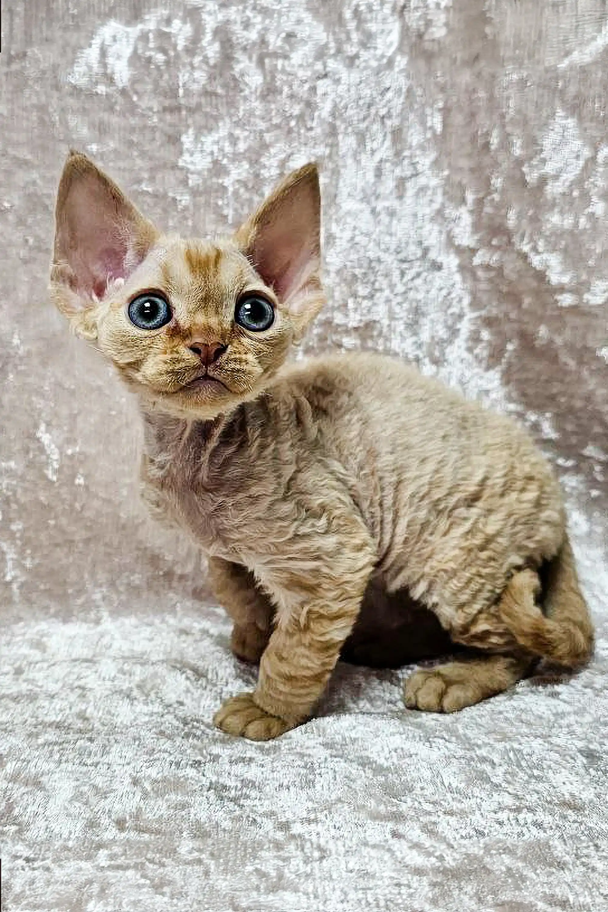 Mars | Devon Rex Kitten - Image 3