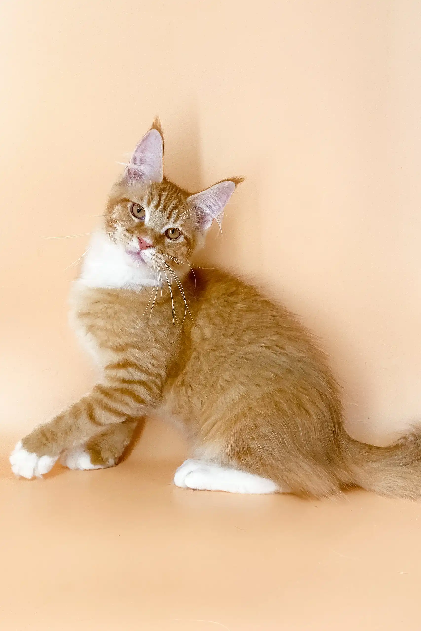 Marsel | Maine Coon Kitten - Image 5
