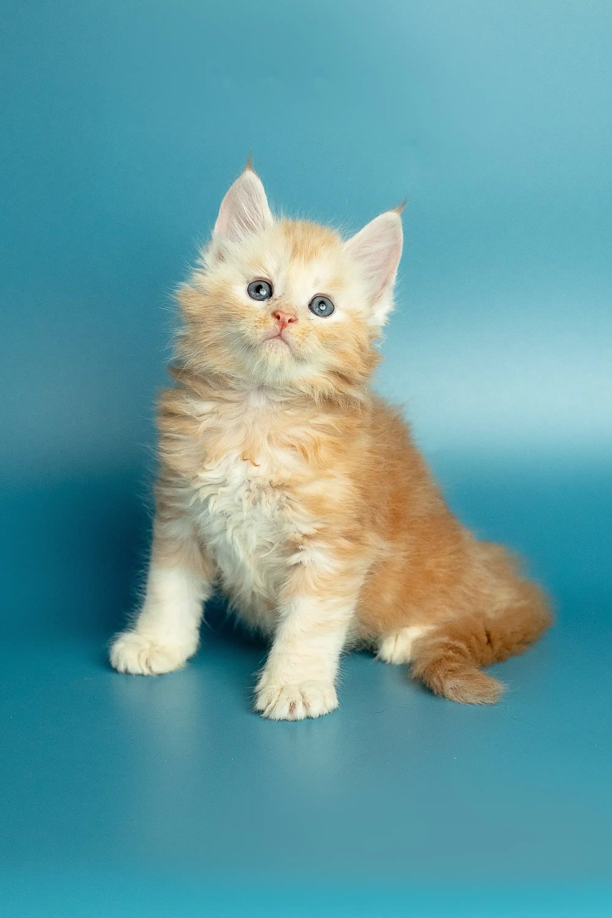 Marsel | Maine Coon Kitten - Image 16