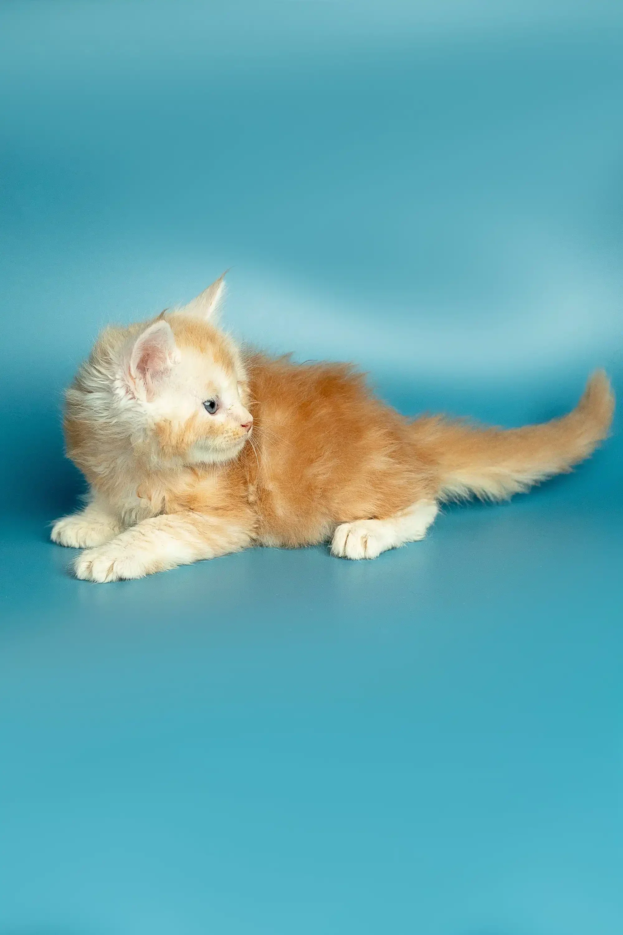 Marsel | Maine Coon Kitten - Image 32