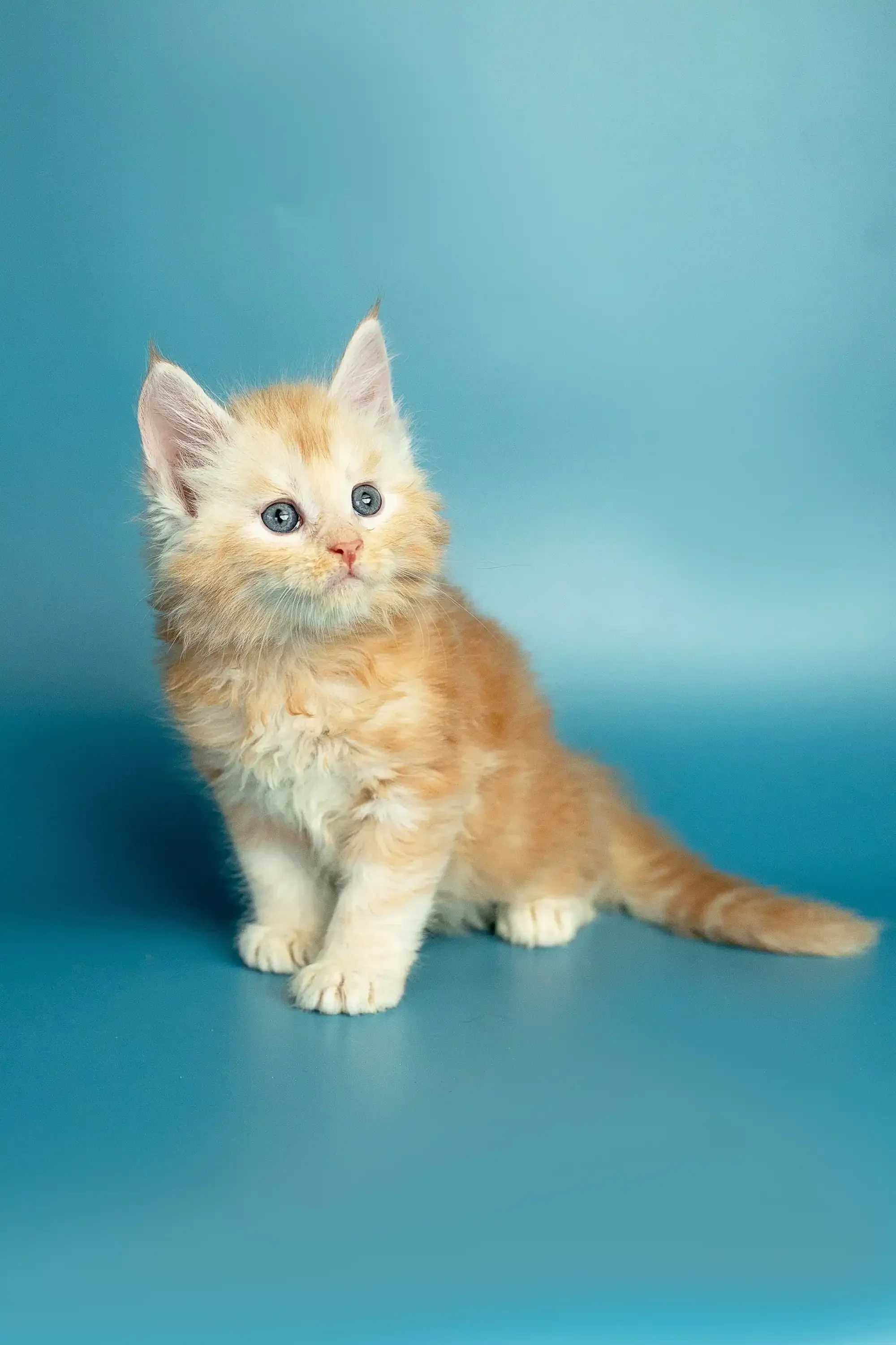 Marsel | Maine Coon Kitten - Image 40