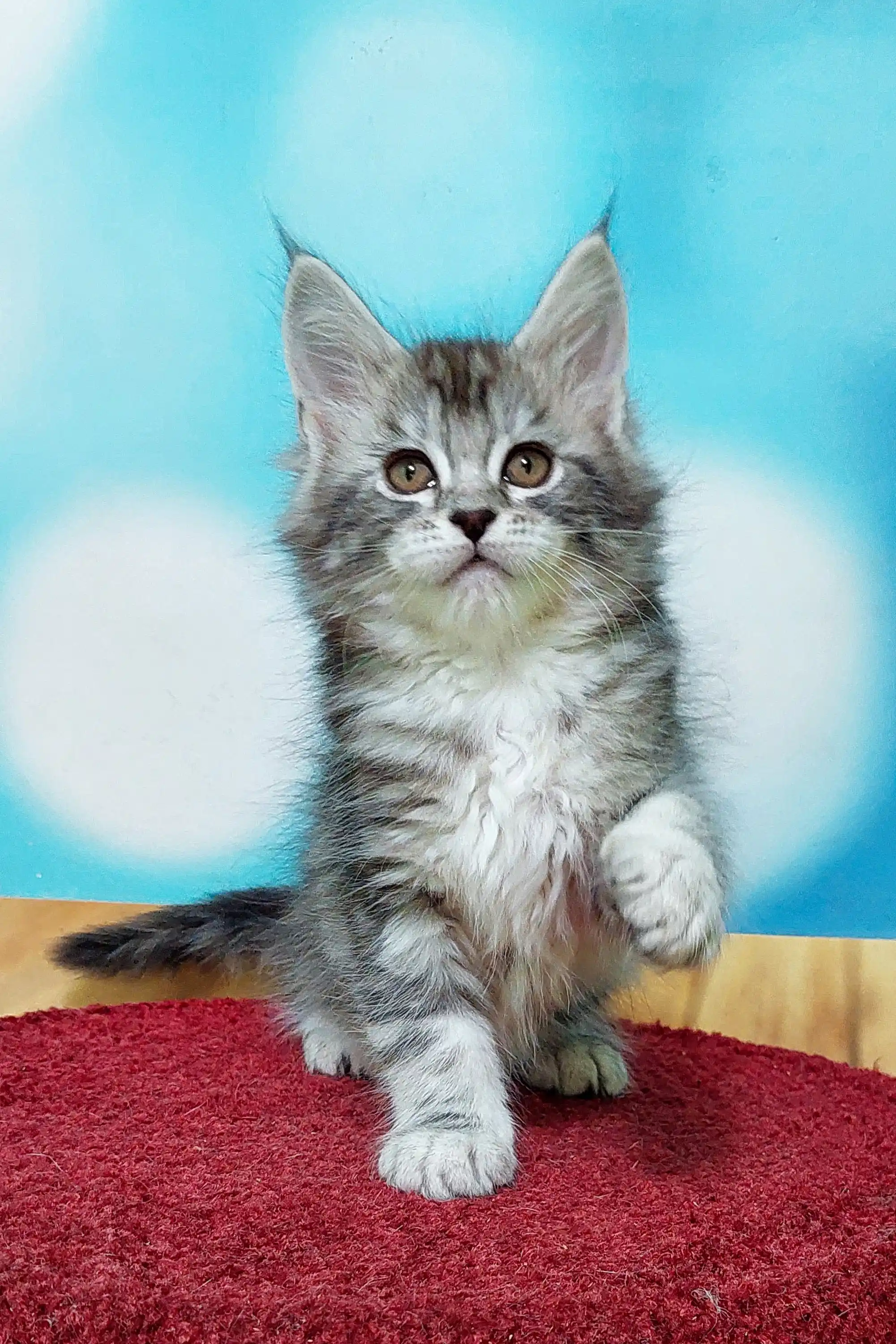 Marselitta | Maine Coon Kitten - Image 12