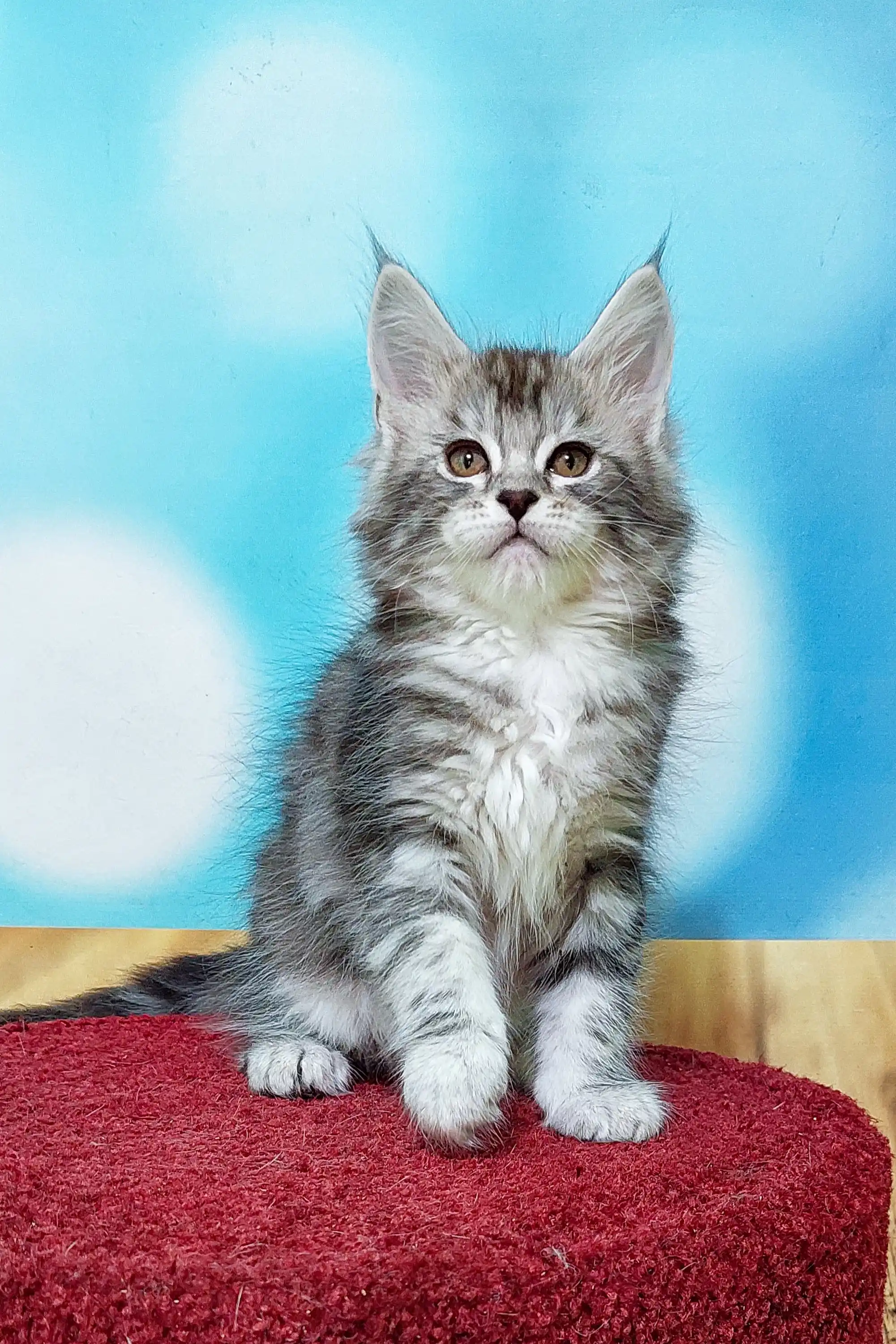 Marselitta | Maine Coon Kitten - Image 23