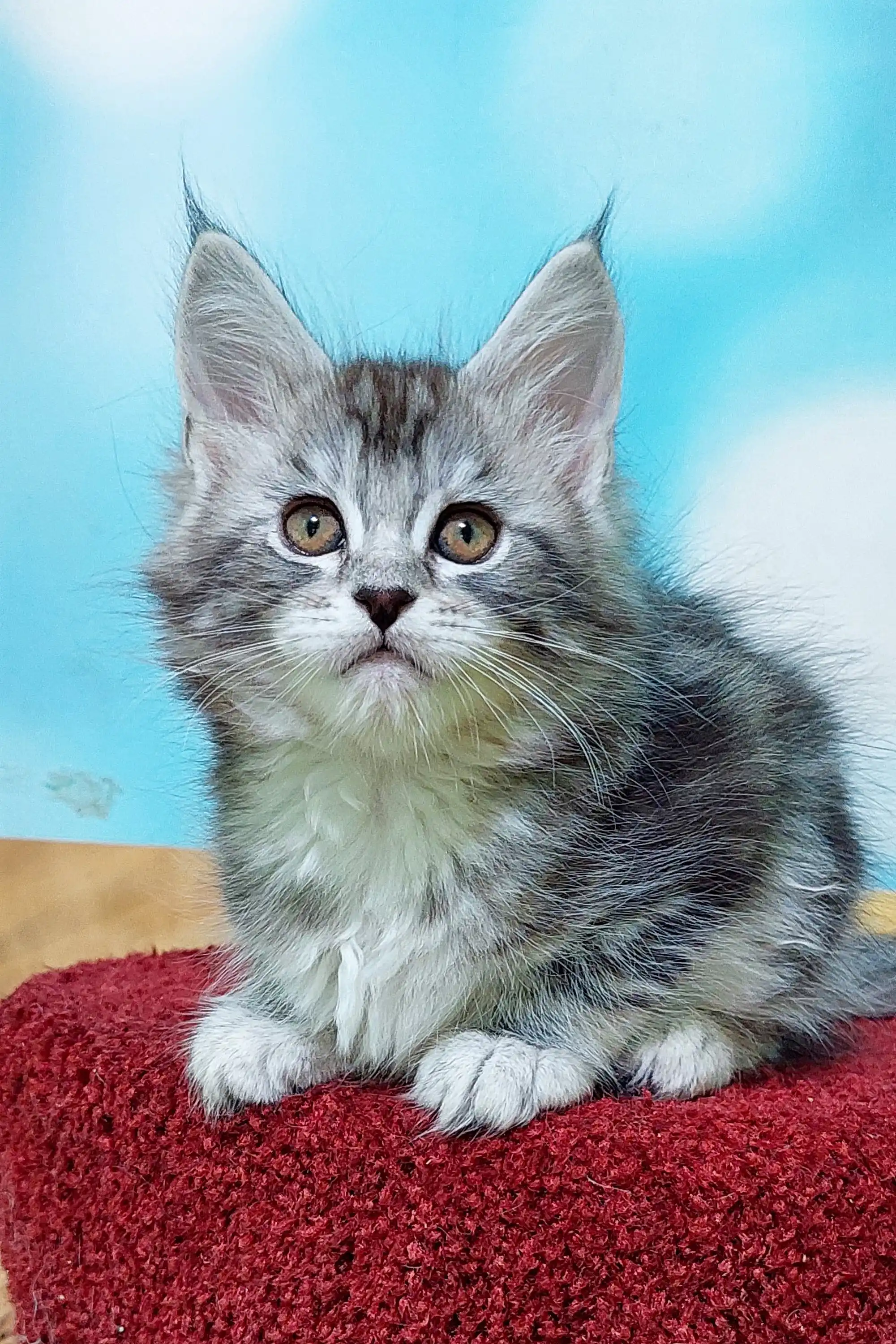 Marselitta | Maine Coon Kitten - Image 7