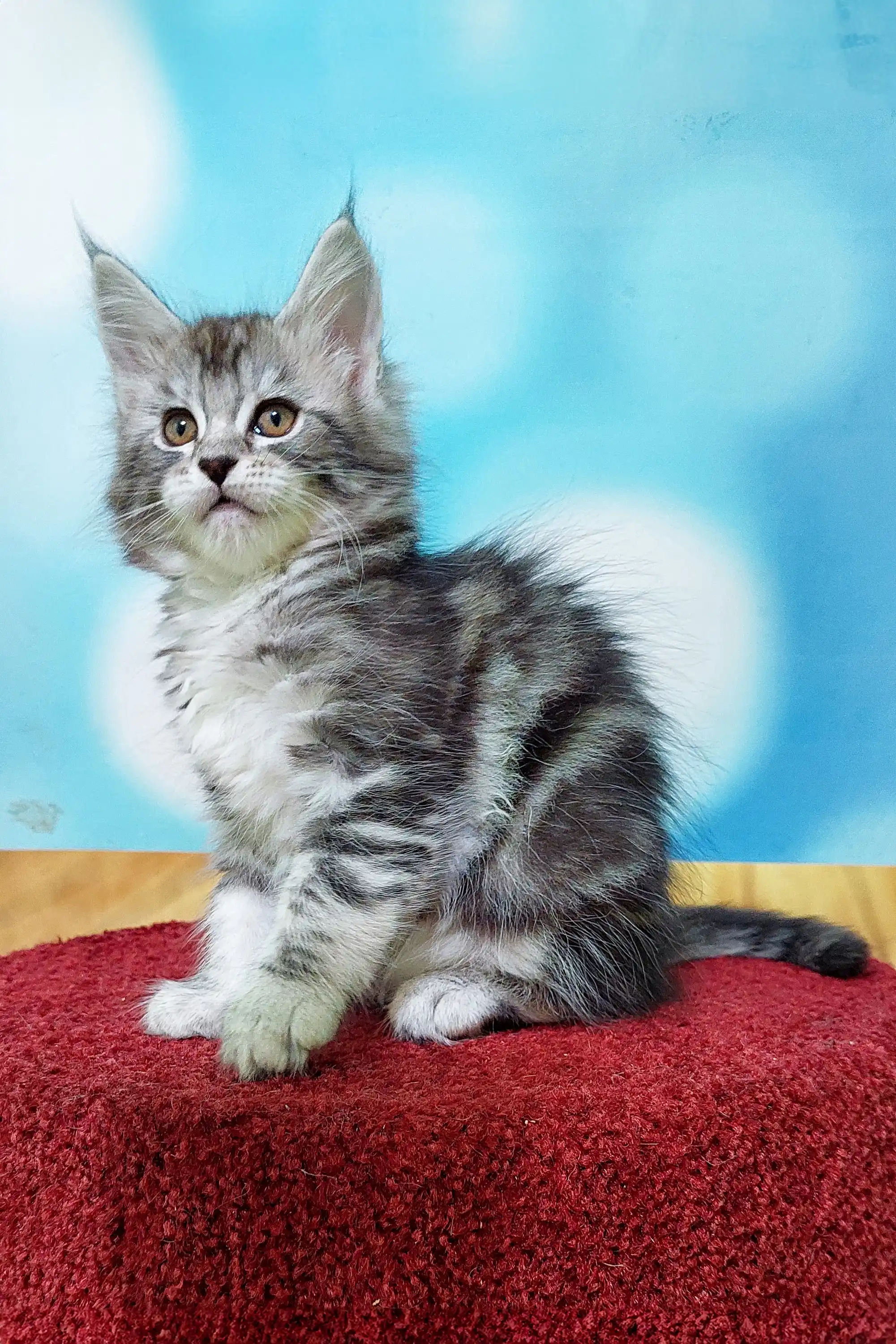 Marselitta | Maine Coon Kitten - Image 8