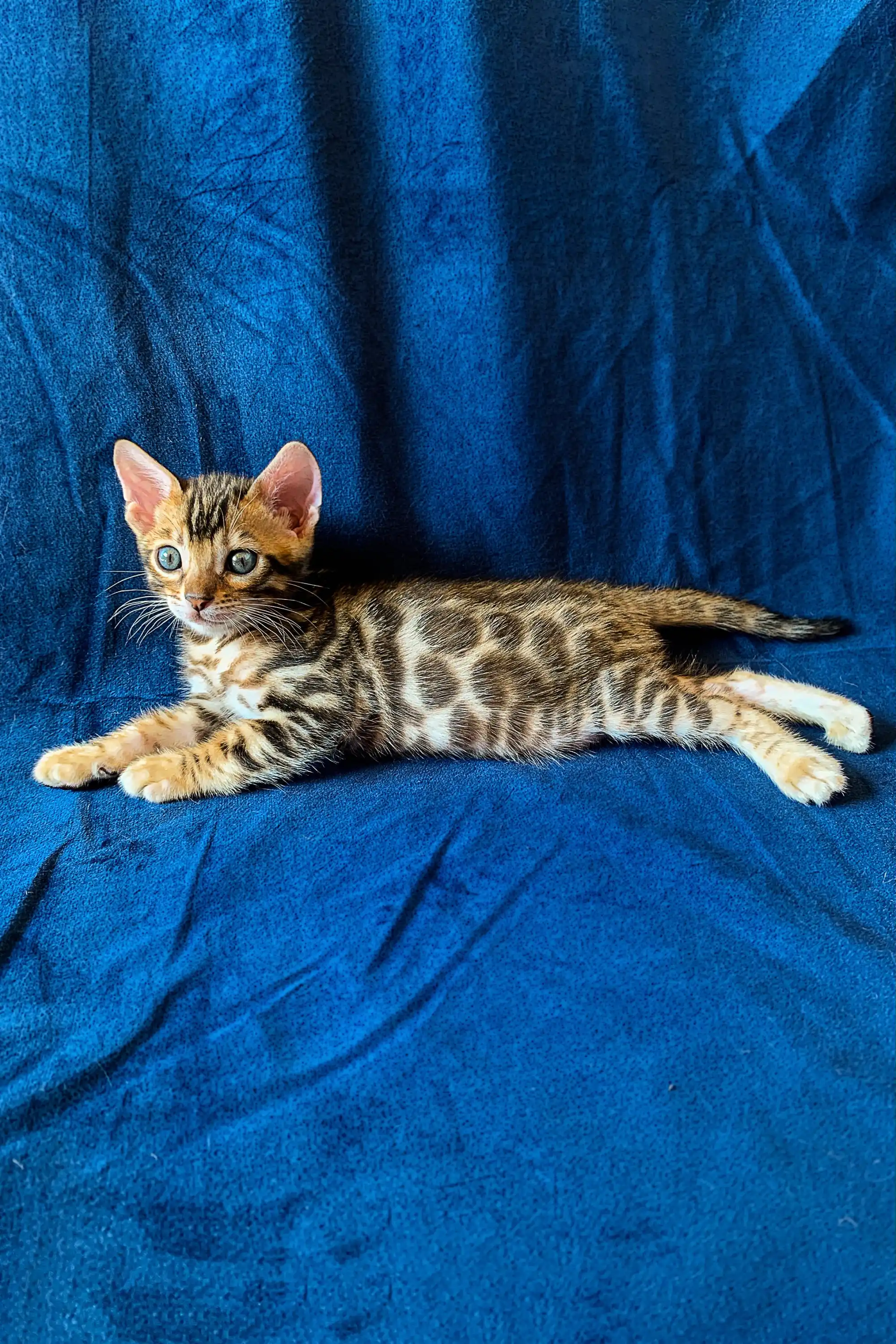 Martin | Bengal Kitten - Image 2