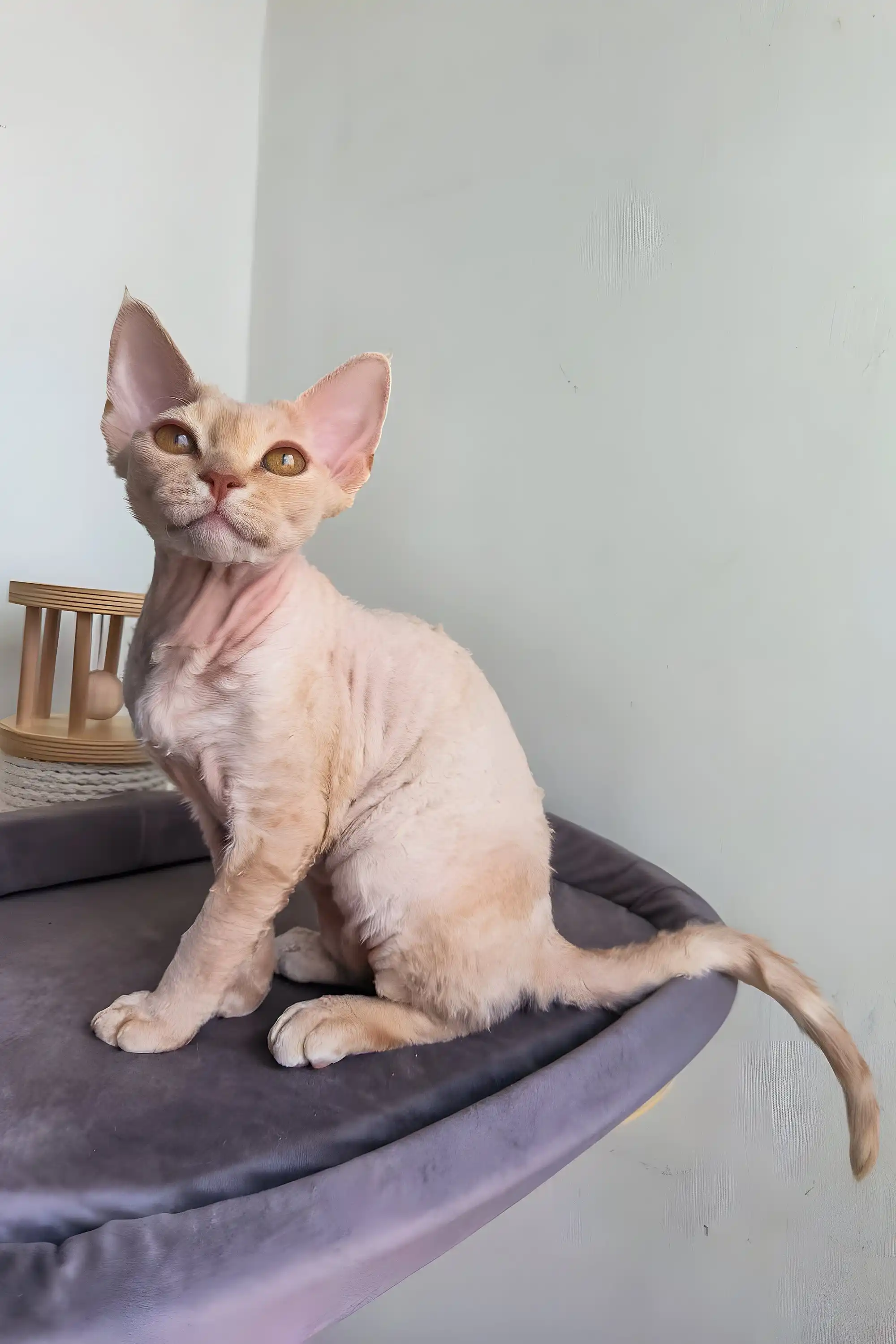 Martin | Devon Rex Kitten - Image 2