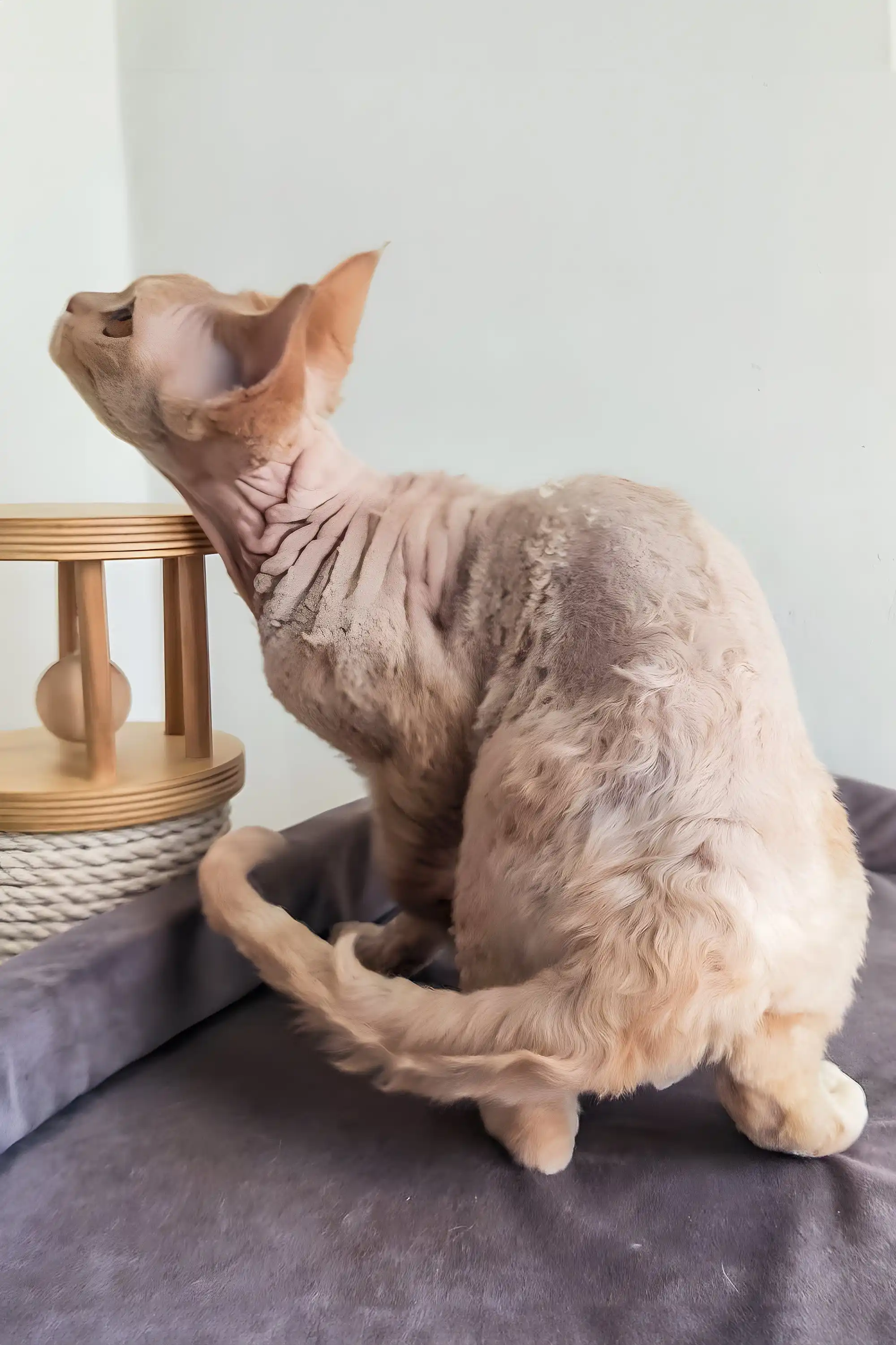 Martin | Devon Rex Kitten - Image 5