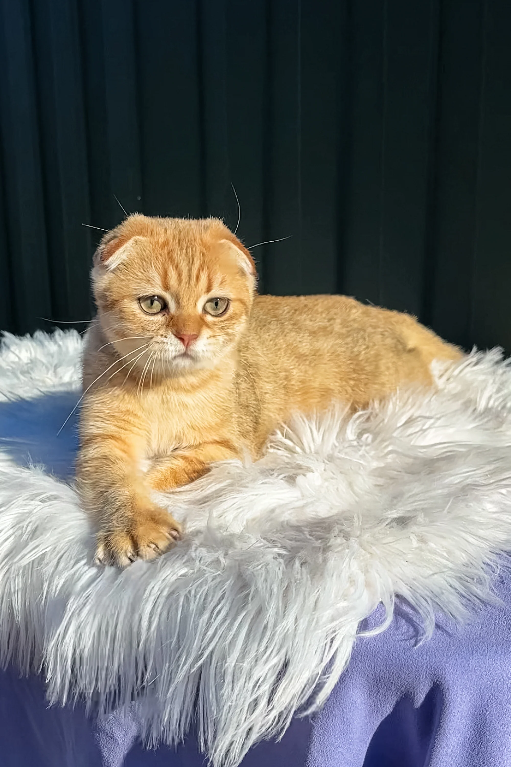 Martin | Scottish Fold Kitten - Image 5