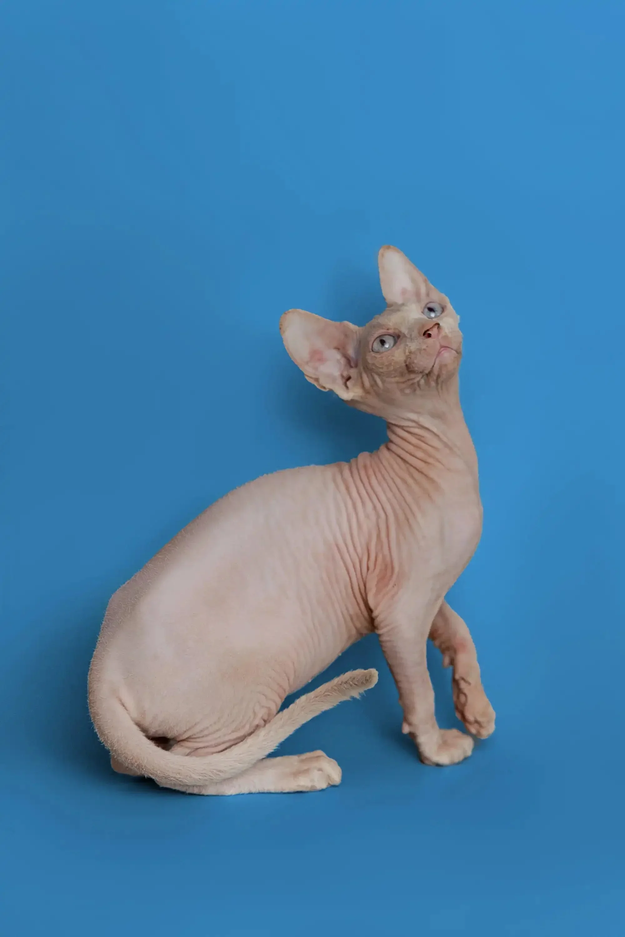 Martisha | Sphynx Kitten - Image 13