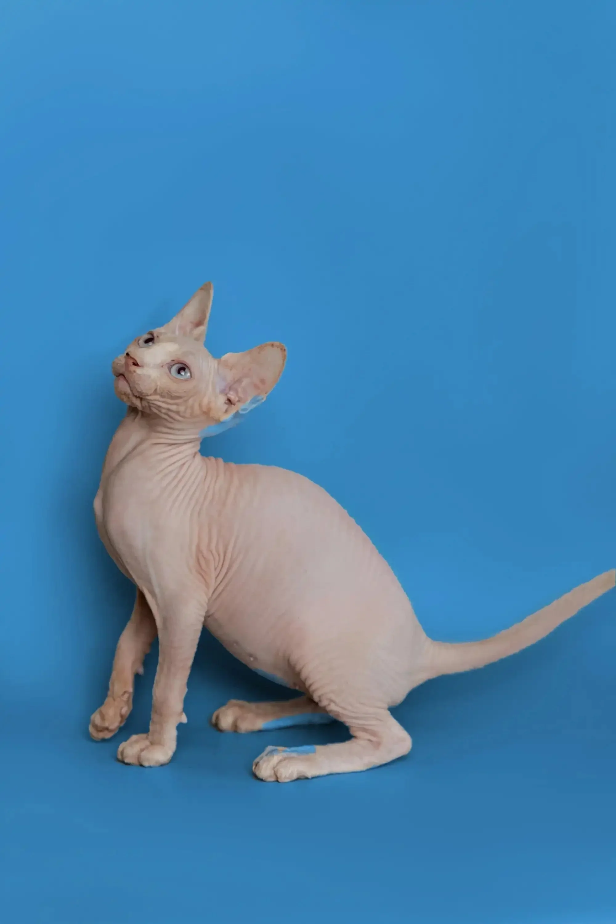 Martisha | Sphynx Kitten - Image 15