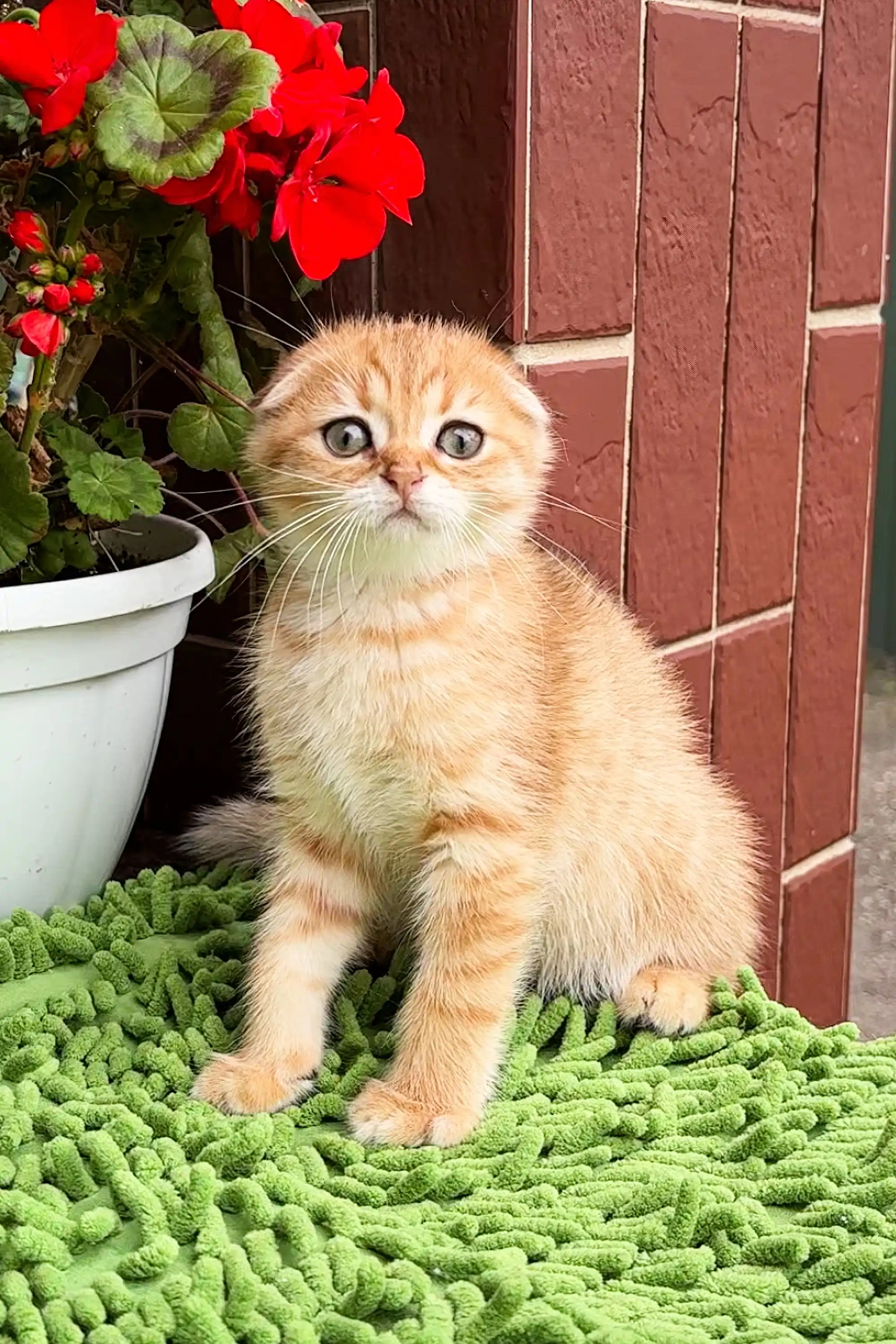 Marty | Scottish Fold Kitten - Image 2