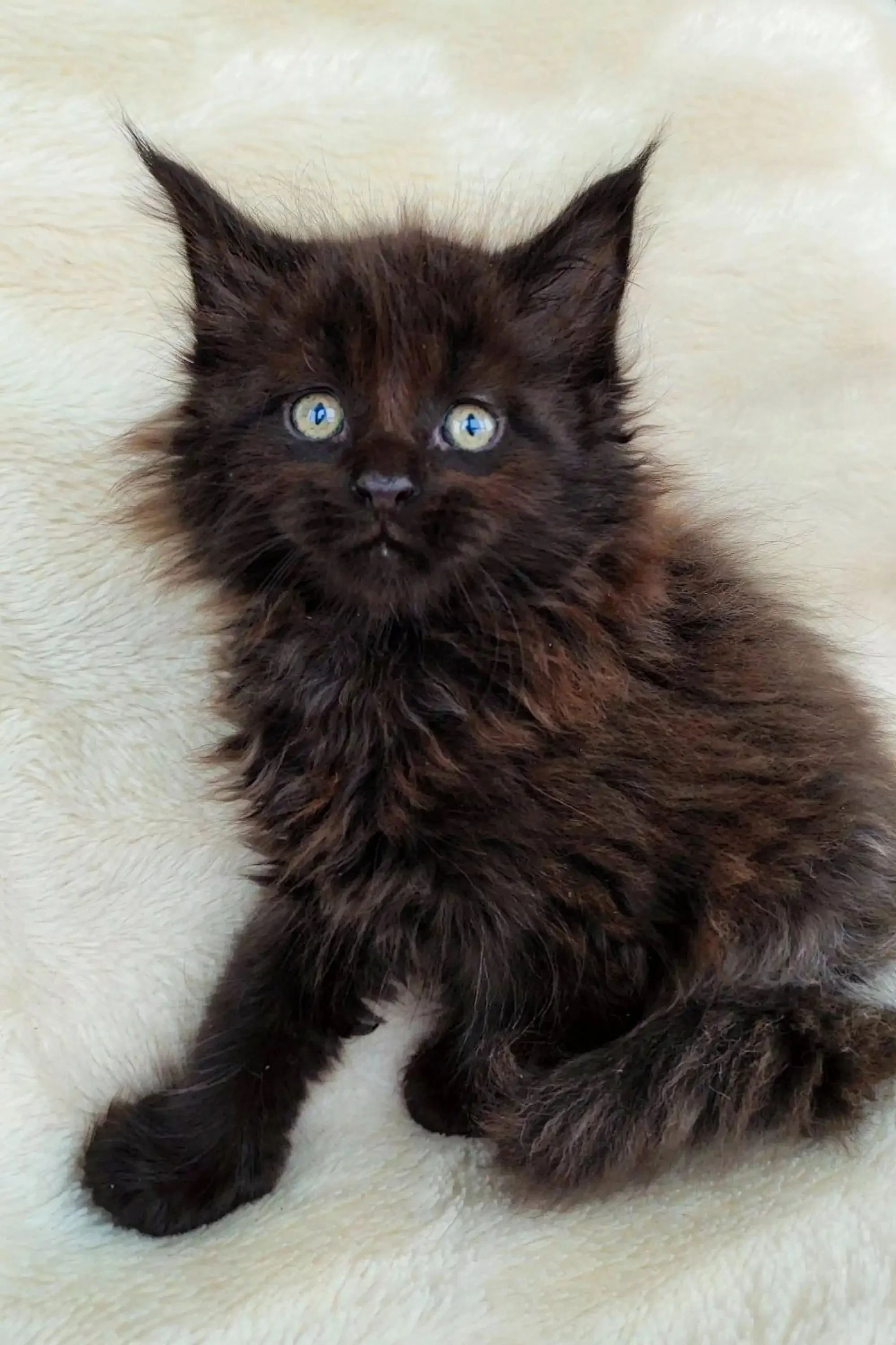 Marvel | Maine Coon Kitten - Image 3