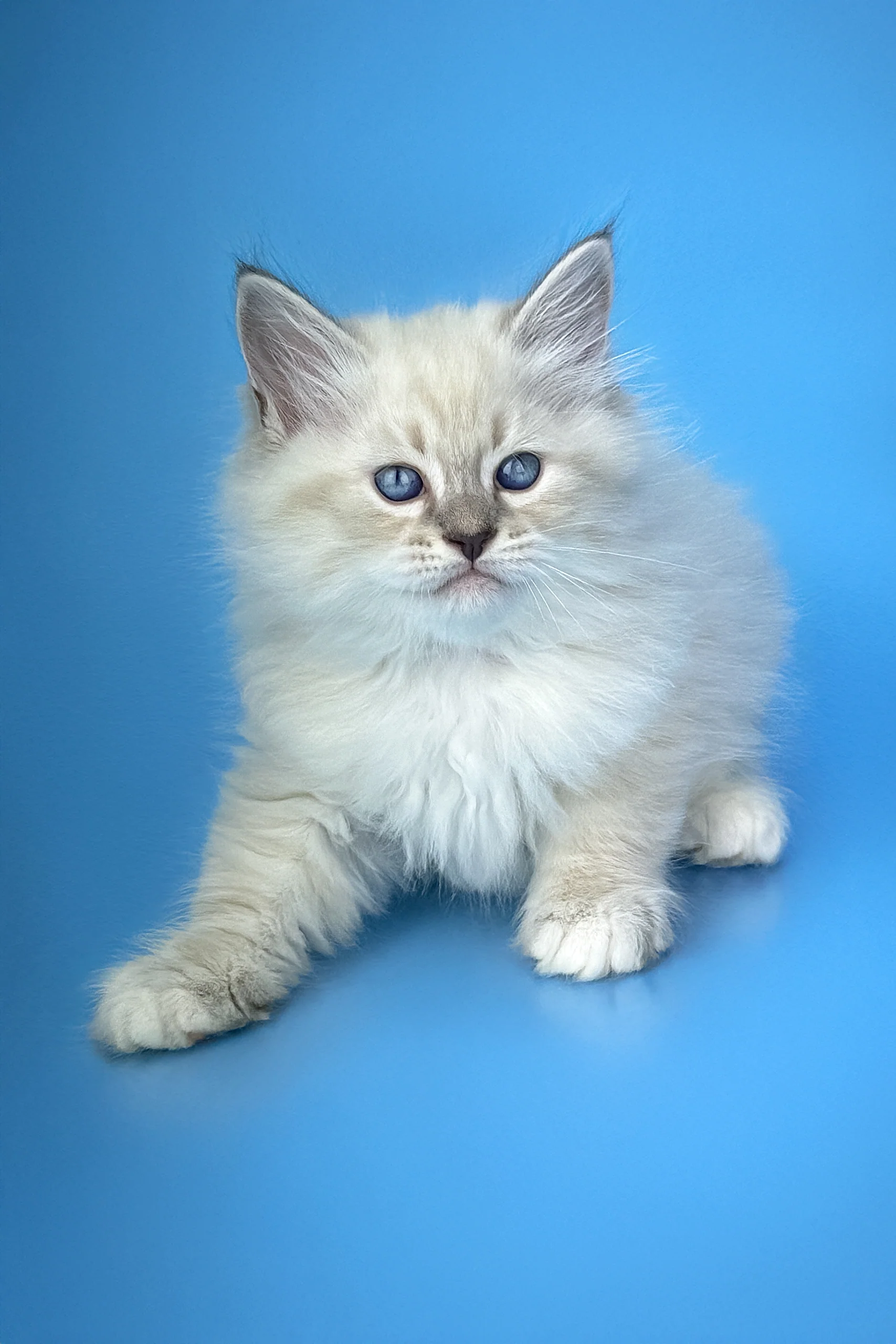 Marvel | Siberian Kitten - Image 5