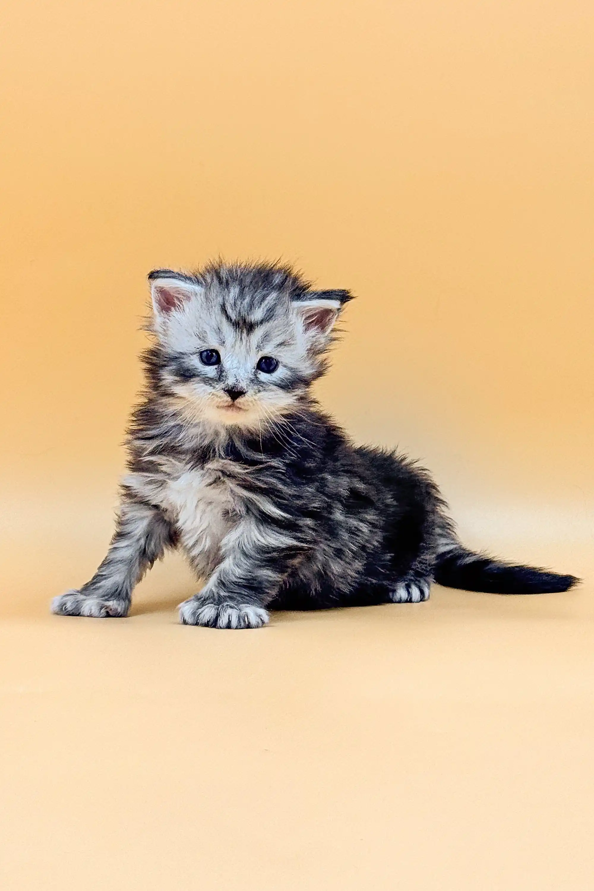 Massimo | Polydactyl Maine Coon