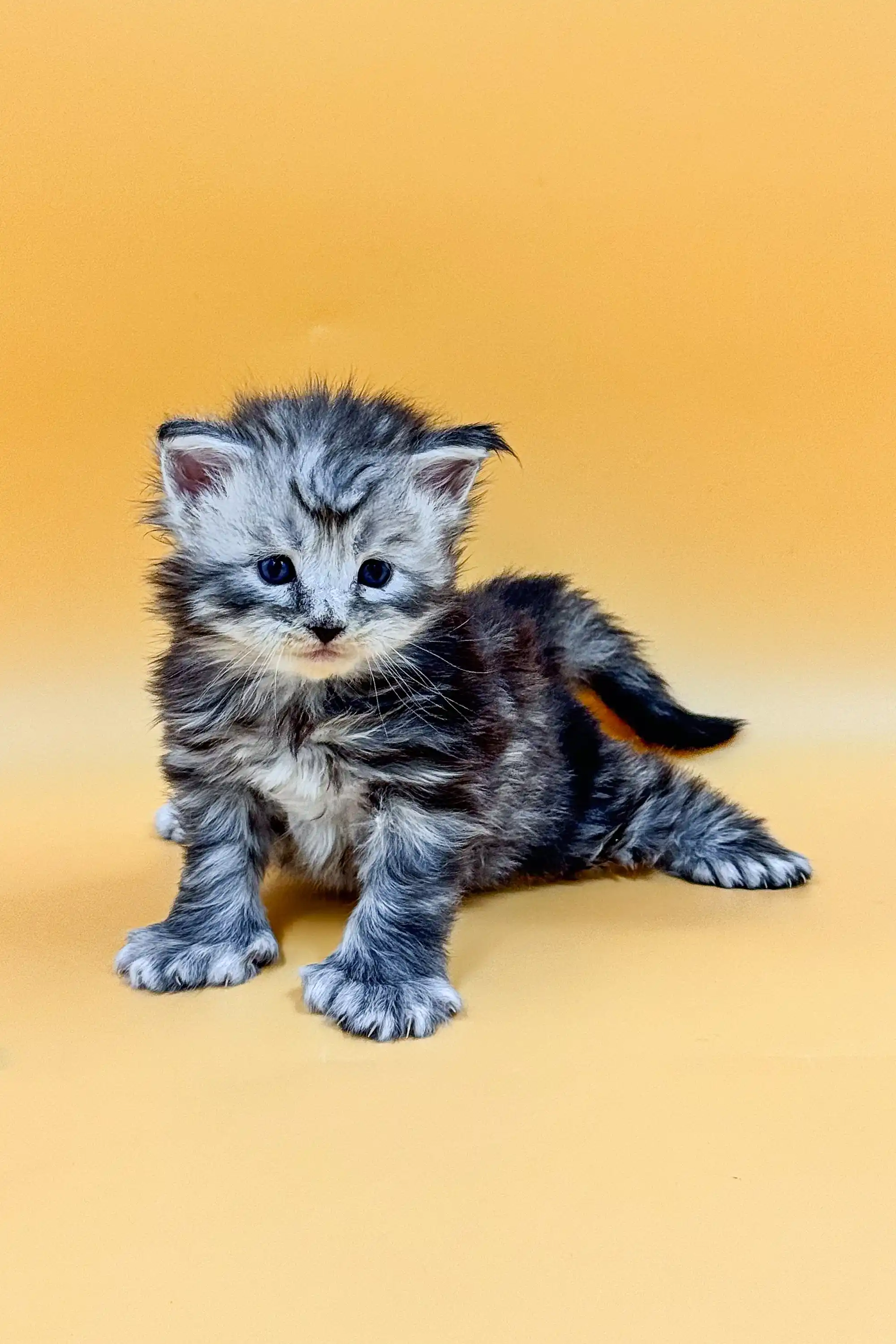 Massimo | Polydactyl Maine Coon - Image 12