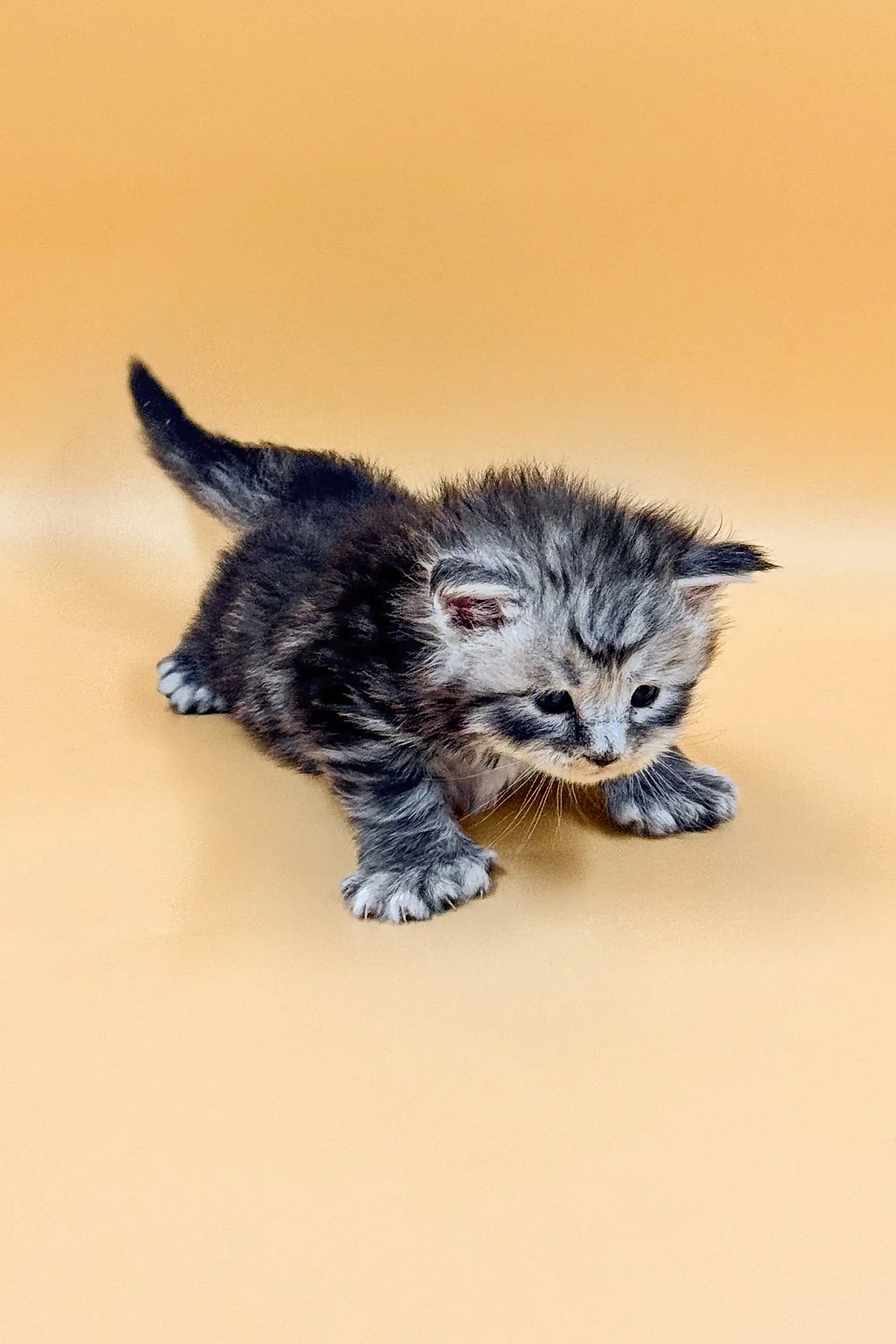Massimo | Polydactyl Maine Coon - Image 9
