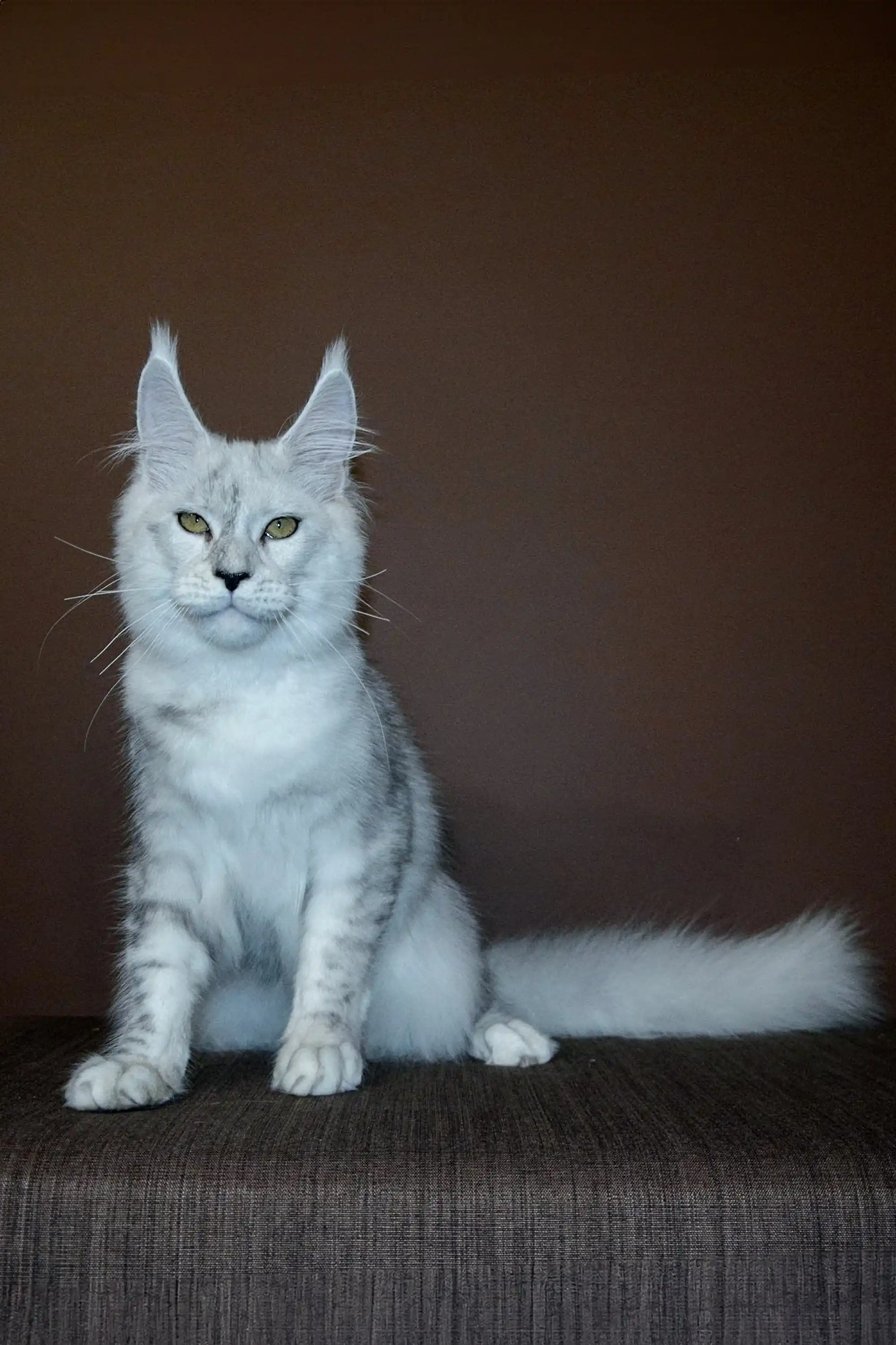 Max | Maine Coon Kitten - Image 3