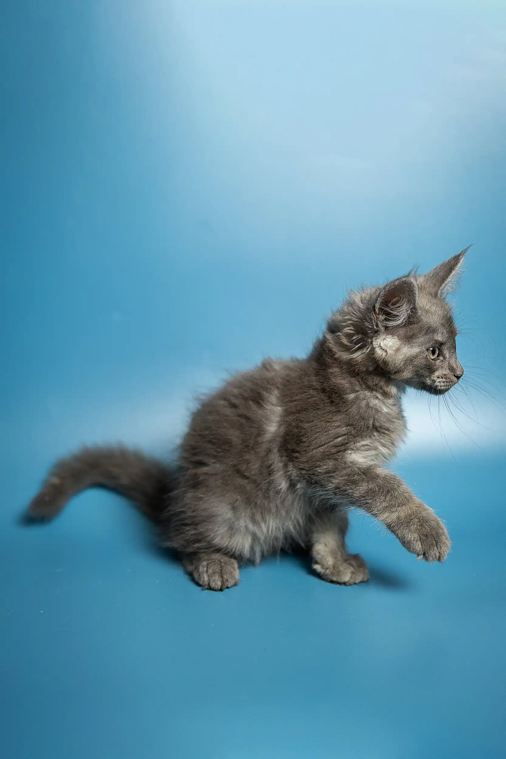 Max | Maine Coon Kitten - Image 12