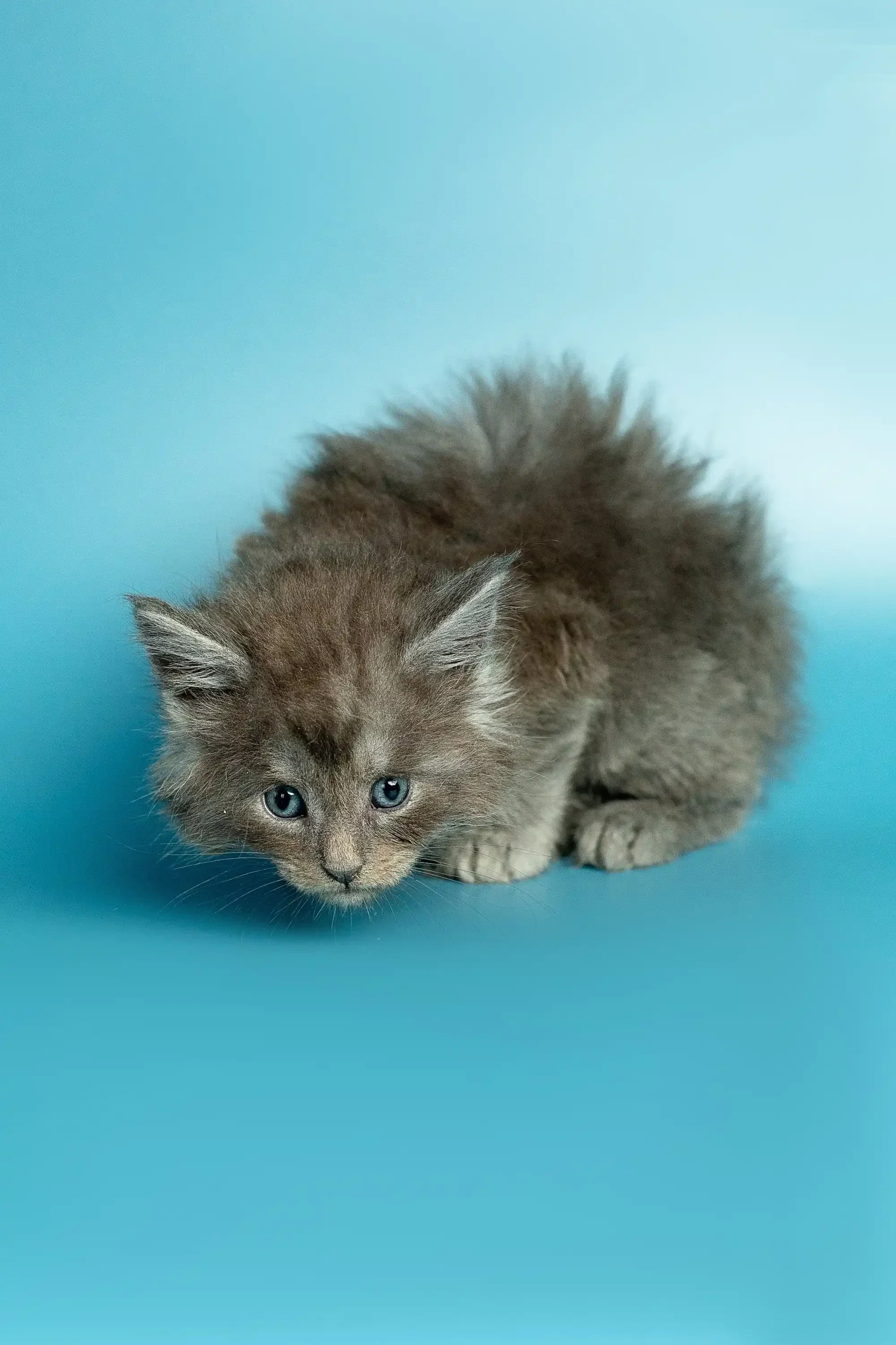 Max | Maine Coon Kitten - Image 27