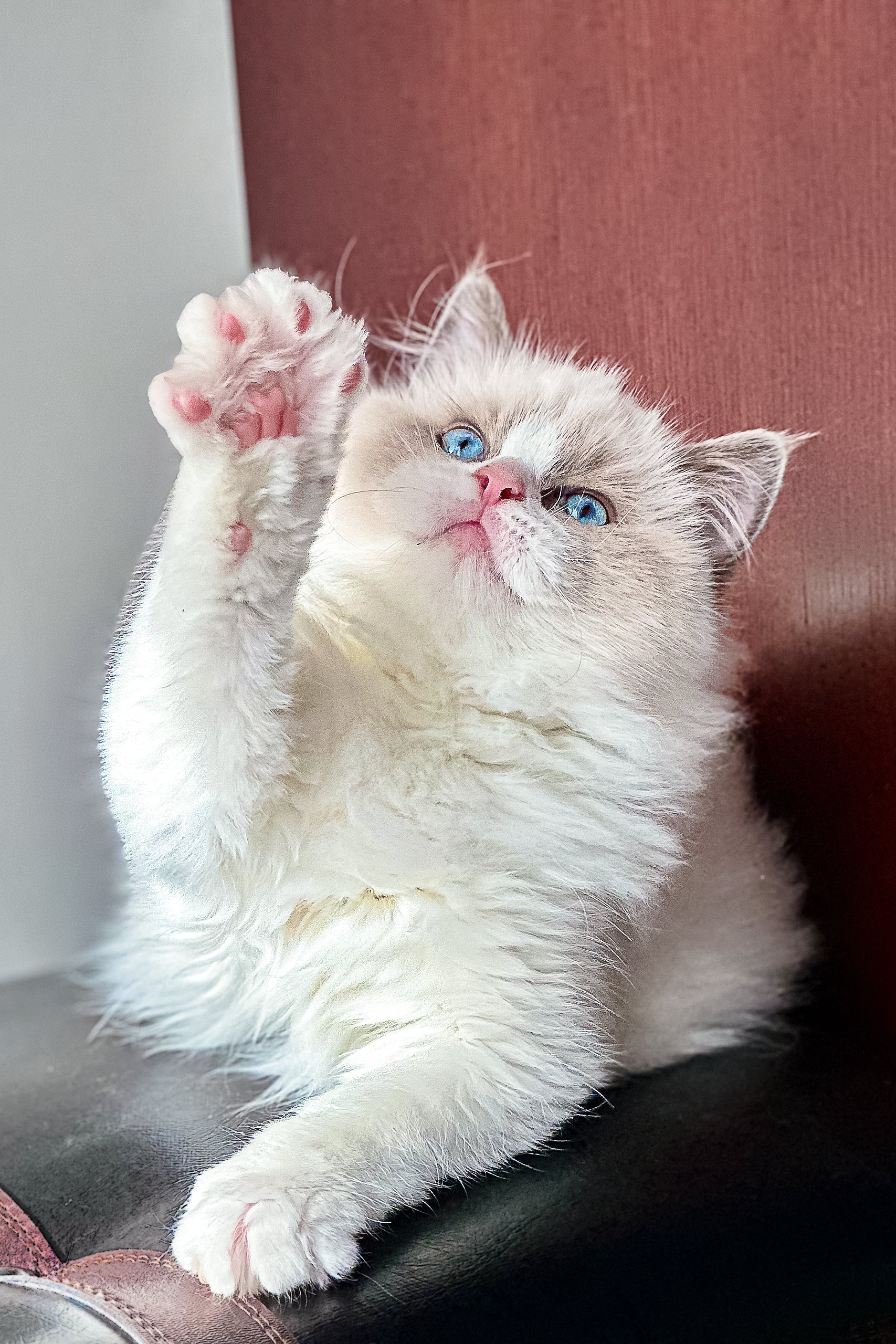 Max | Ragdoll Kitten - Image 3
