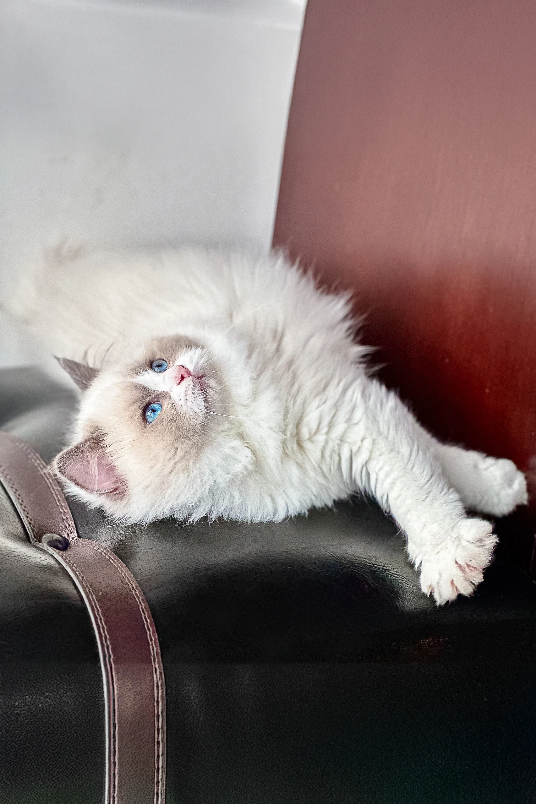 Max | Ragdoll Kitten - Image 7