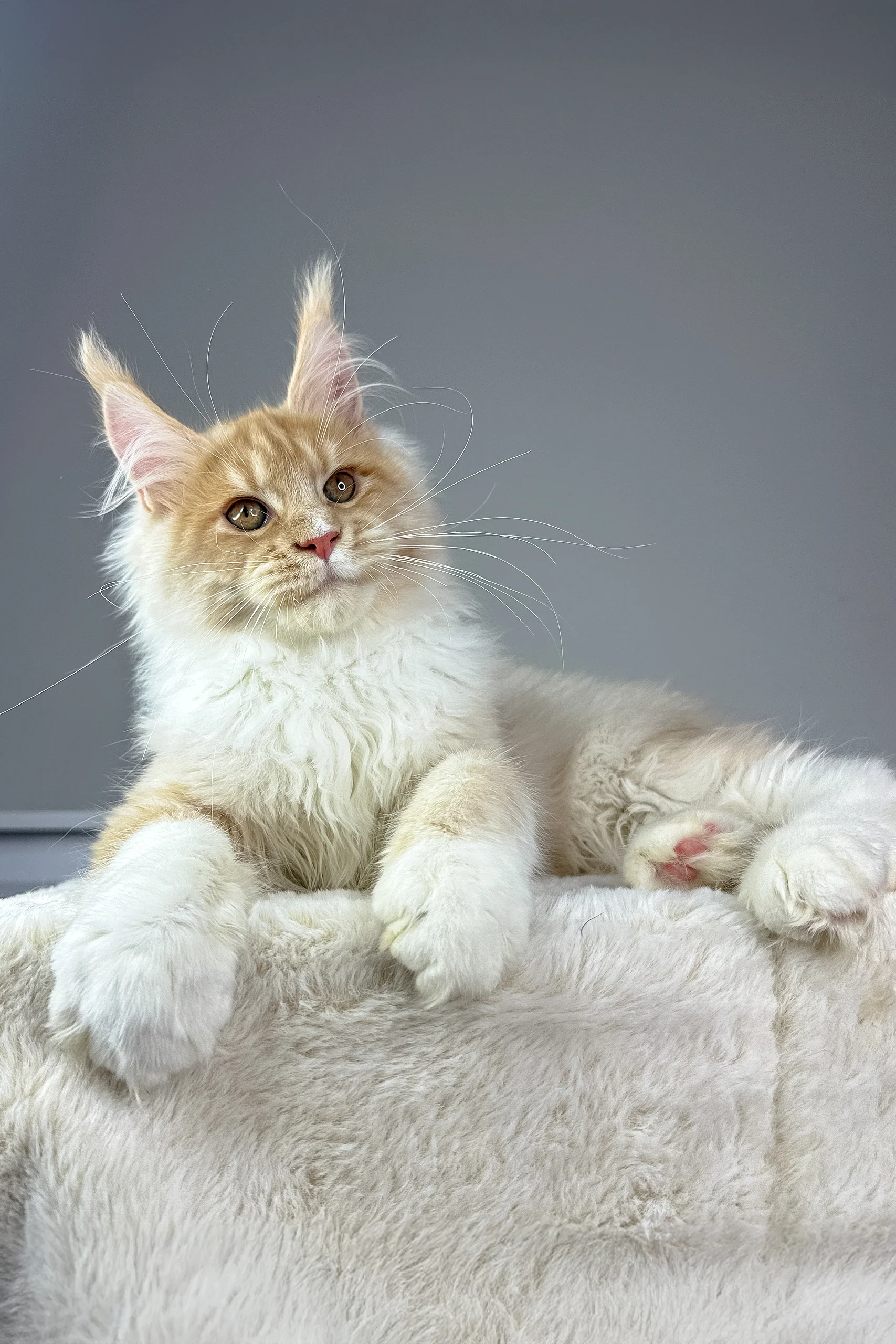Maximillian | Maine Coon Kitten - Image 2