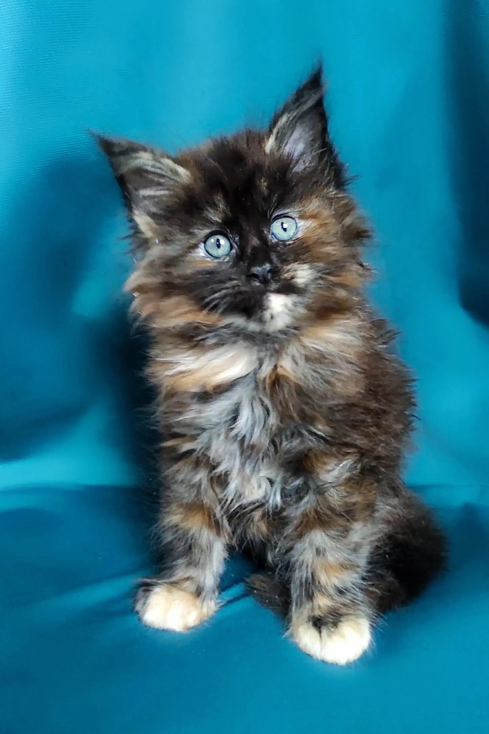 Maya | Maine Coon Kitten - Image 9