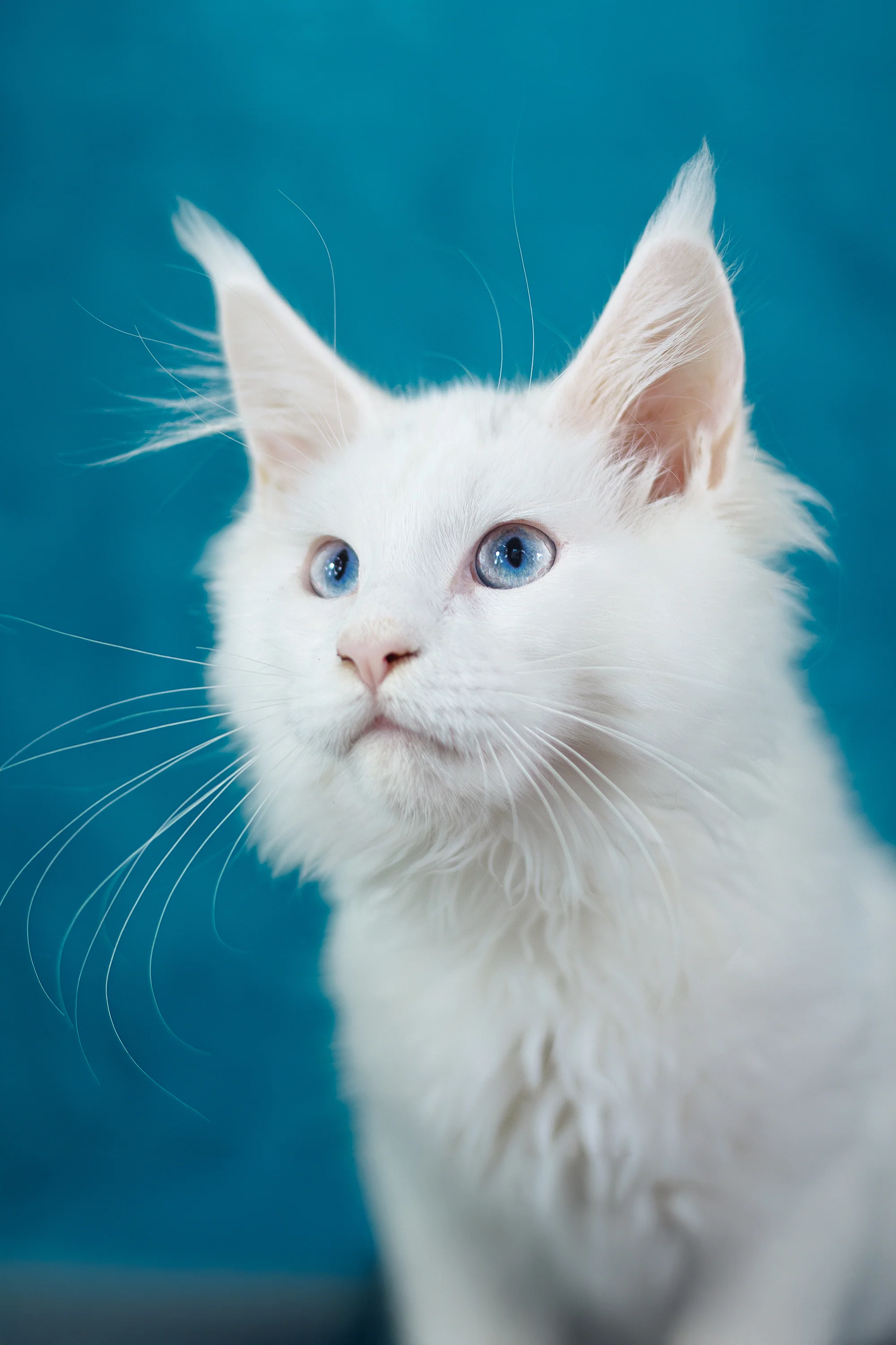 Mazurka Ice | Maine Coon Kitten - Image 3