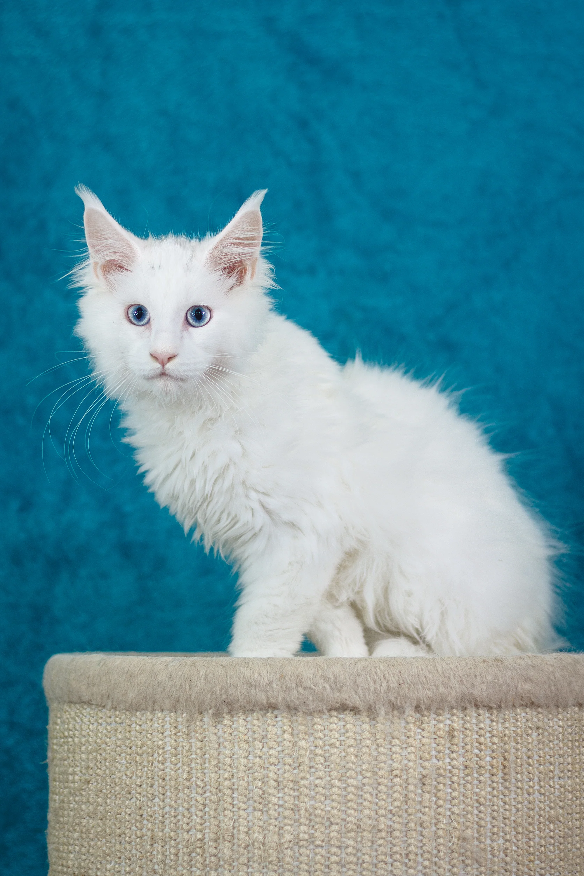 Mazurka Ice | Maine Coon Kitten - Image 7
