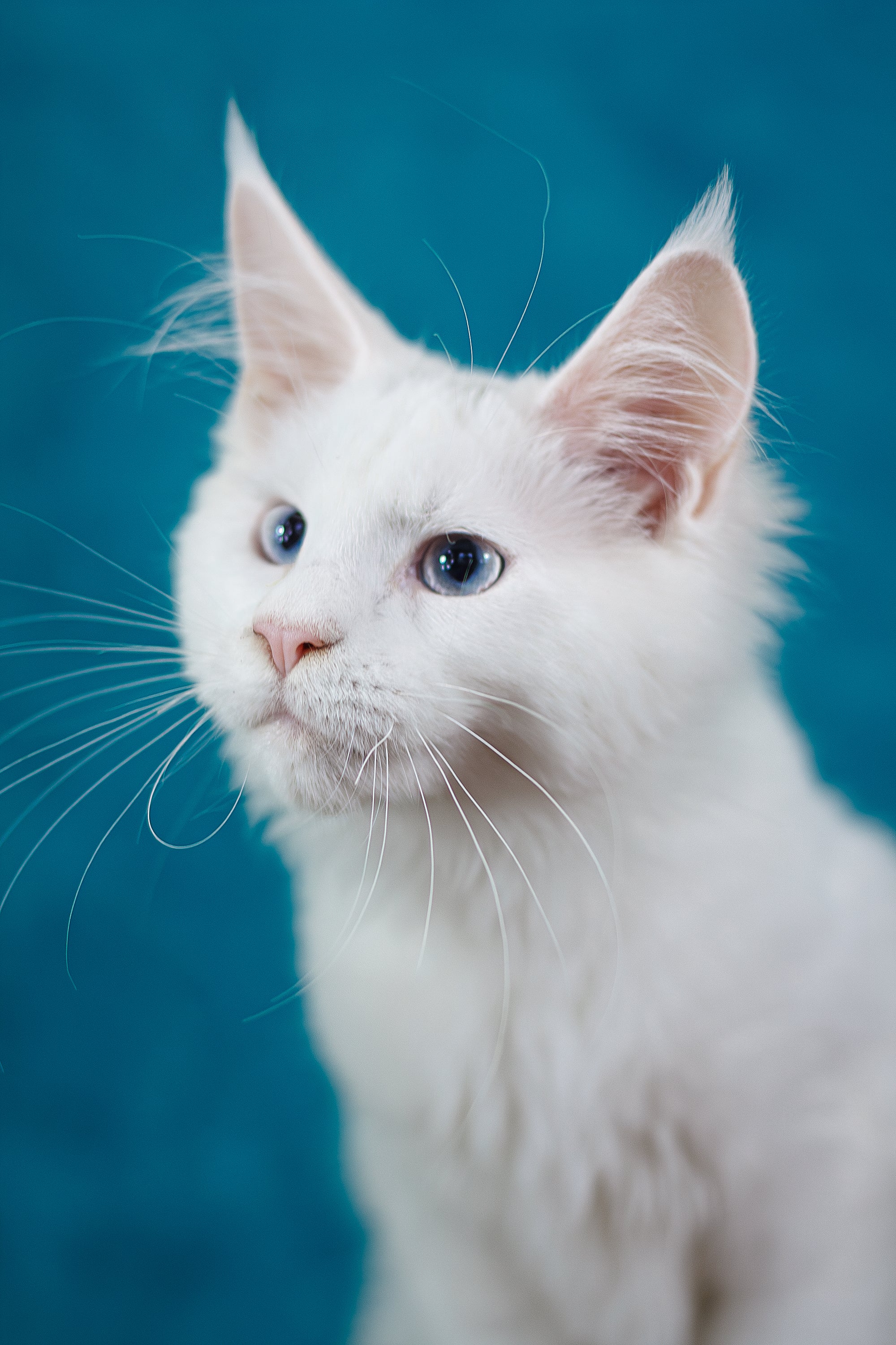 Mazurka Ingrid | Maine Coon Kitten - Image 6