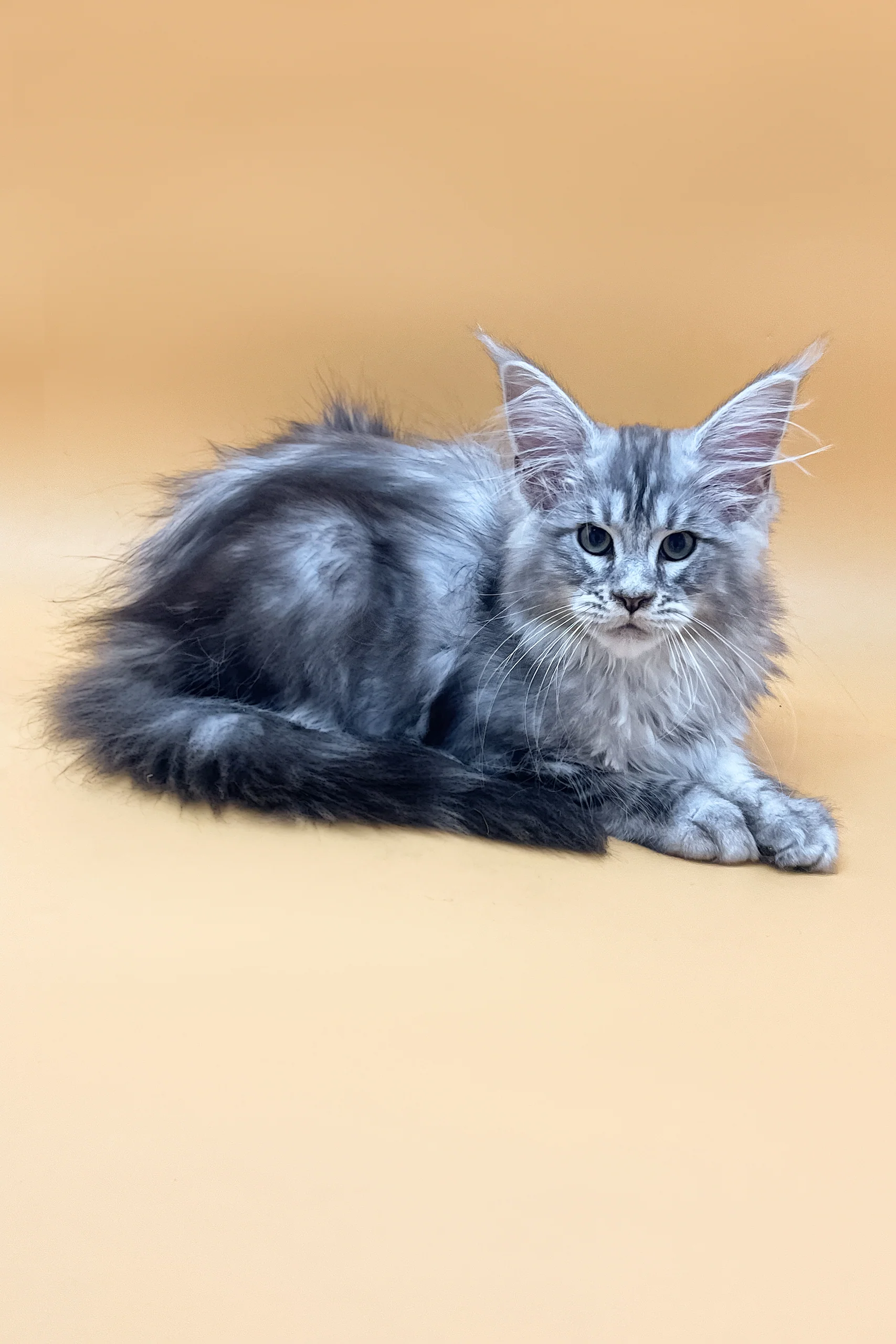 Melissa | Maine Coon Kitten - Image 2