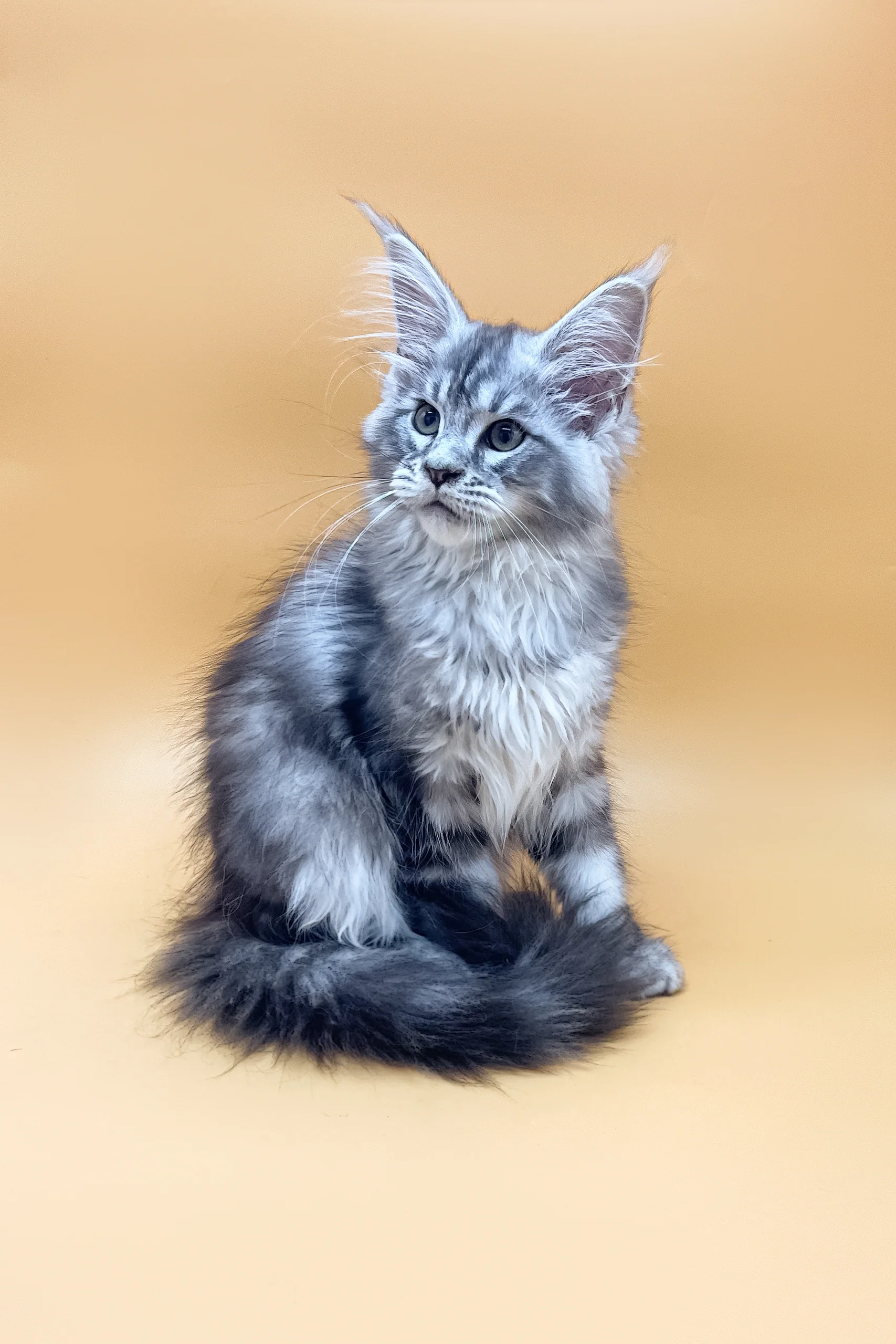 Melissa | Maine Coon Kitten - Image 4