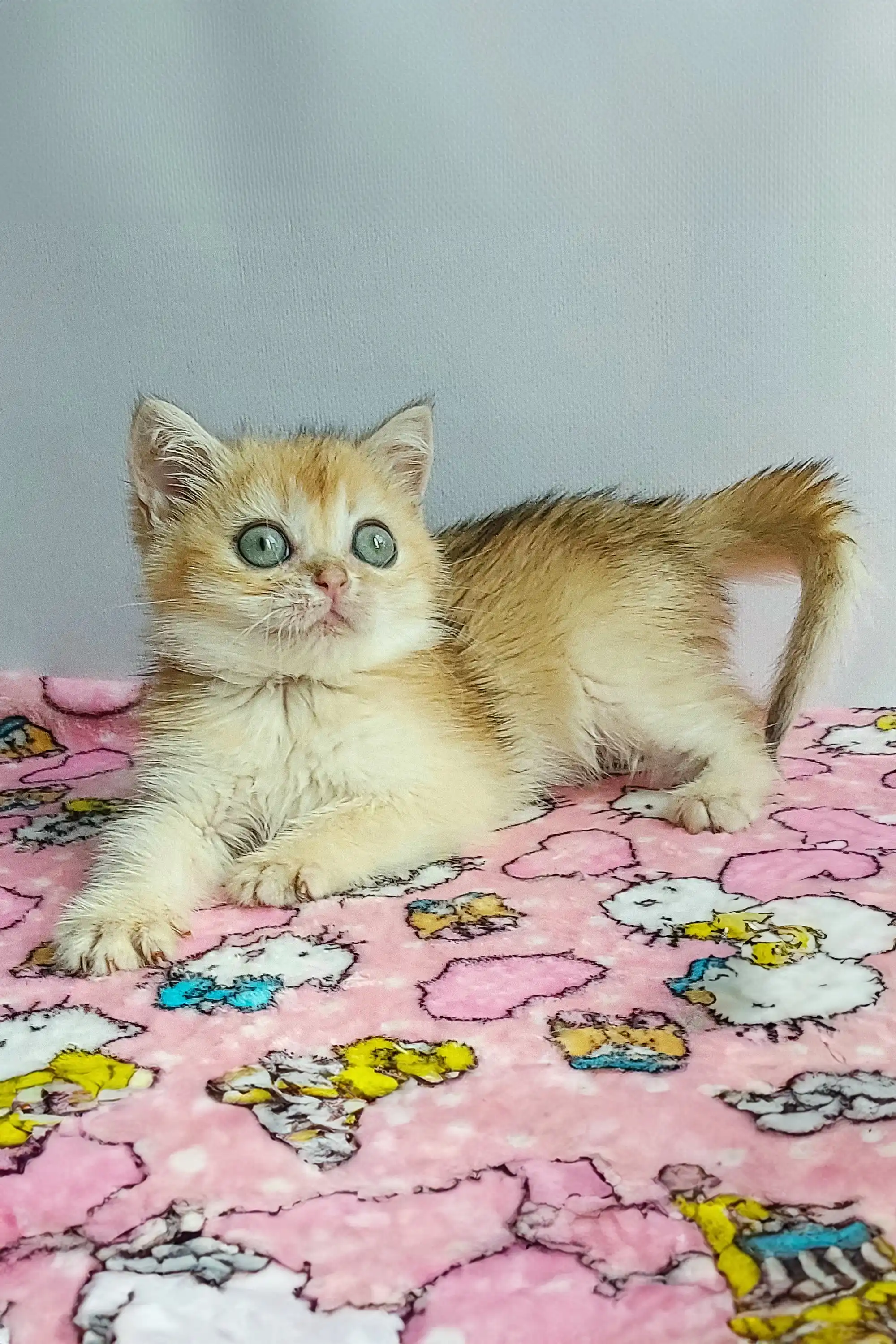 Melusa | British Shorthair Kitten - Image 5
