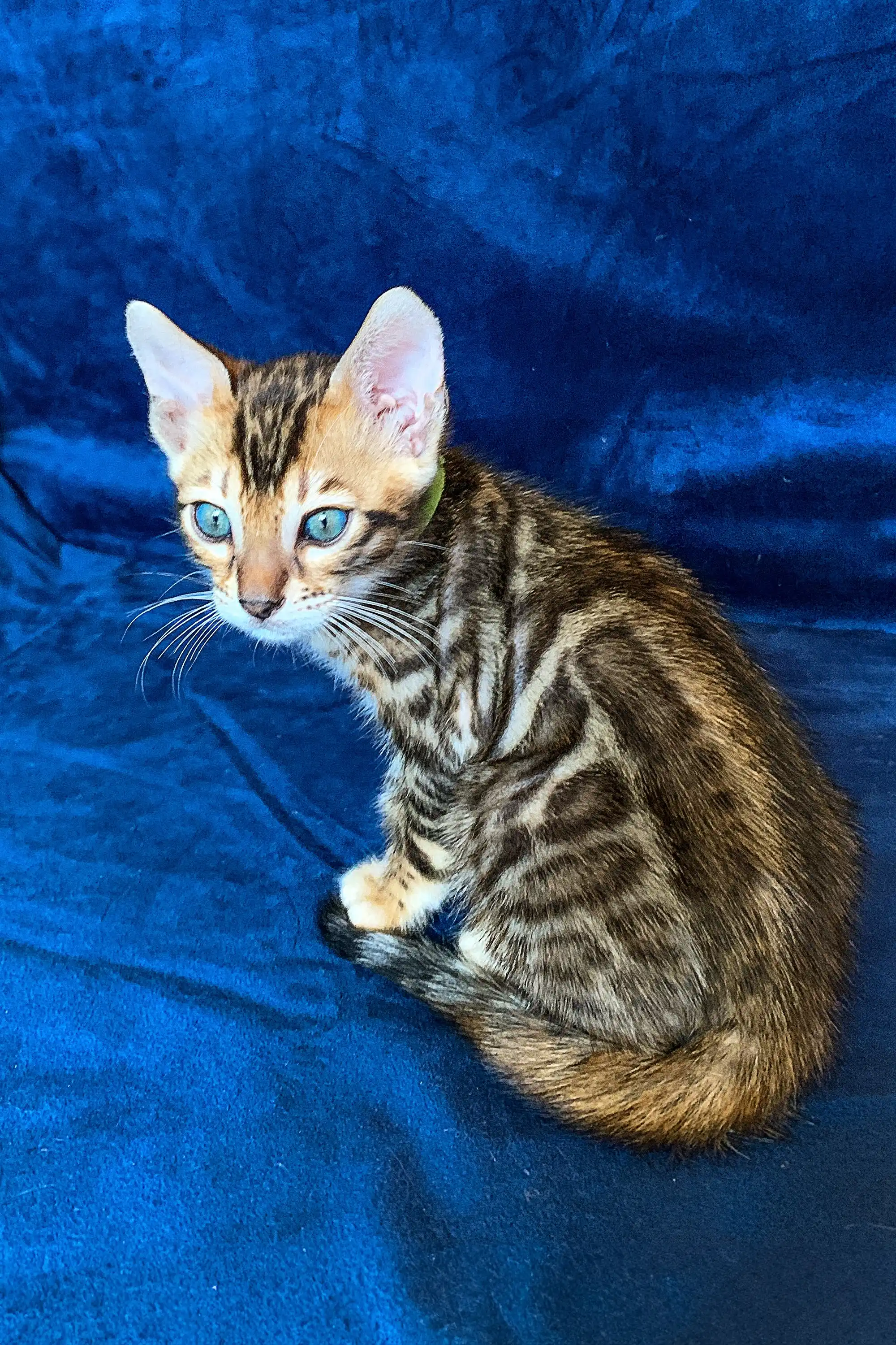 Melvyn | Bengal Kitten - Image 3