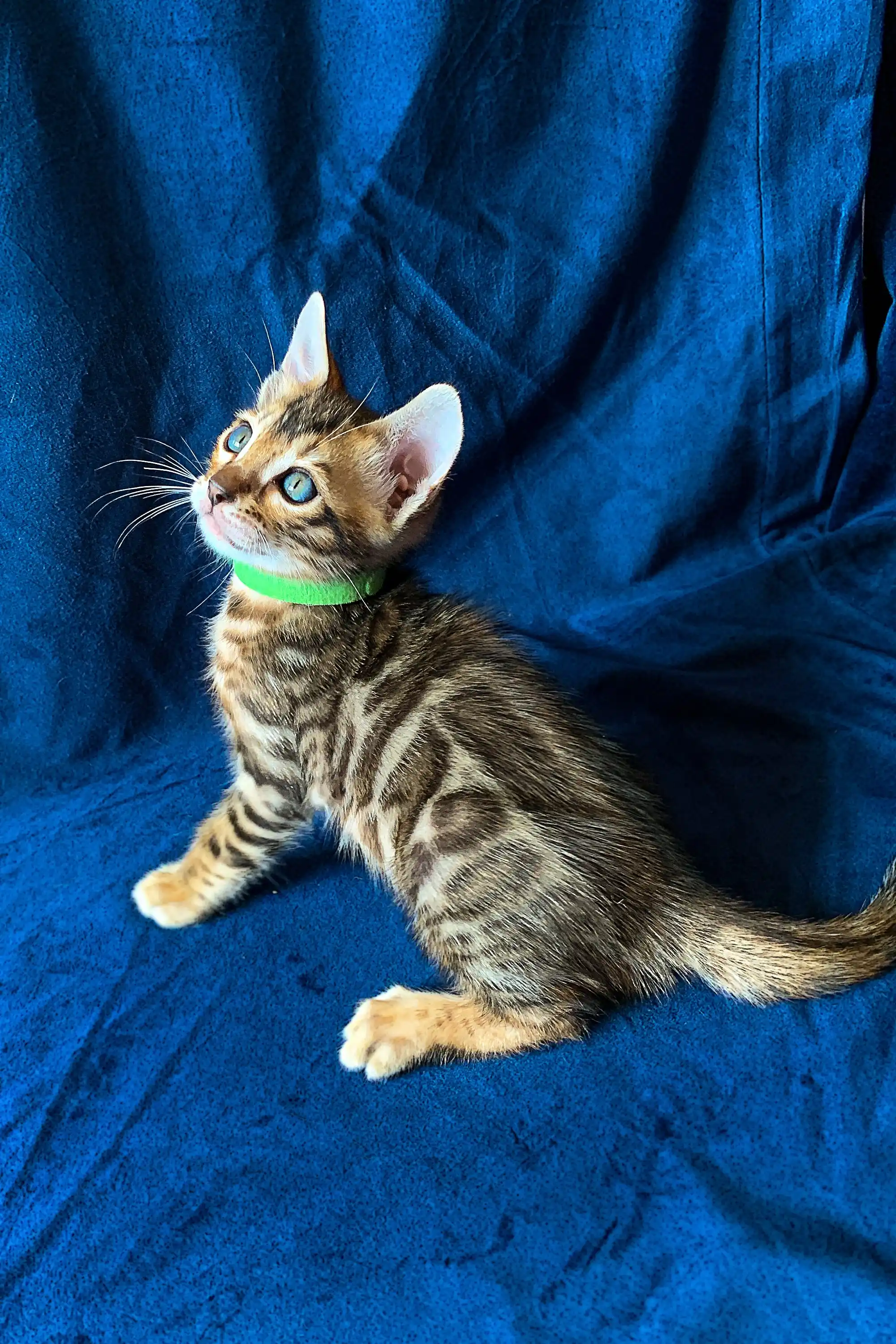 Melvyn | Bengal Kitten - Image 8