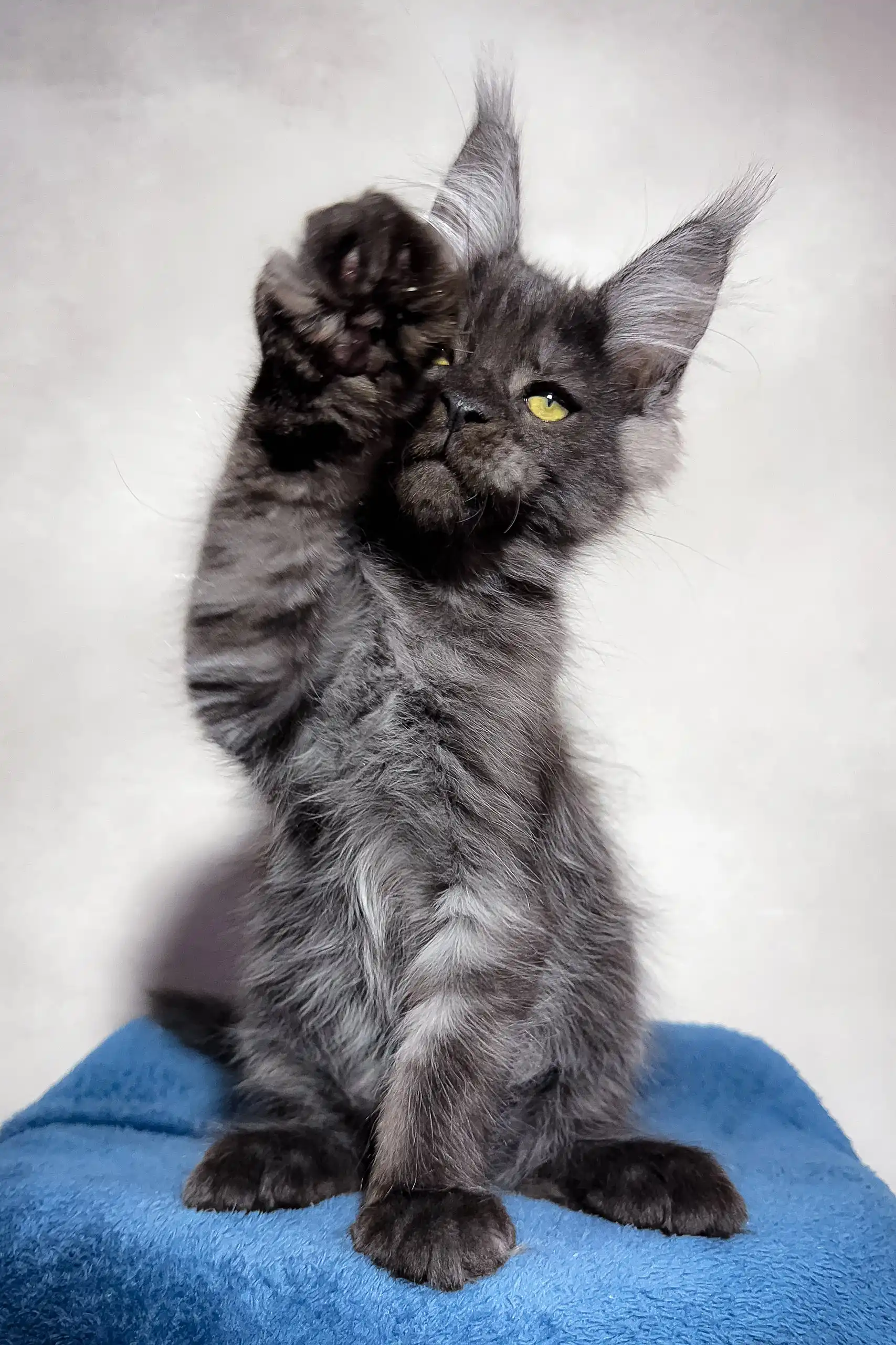 Mercury | Maine Coon Kitten - Image 5