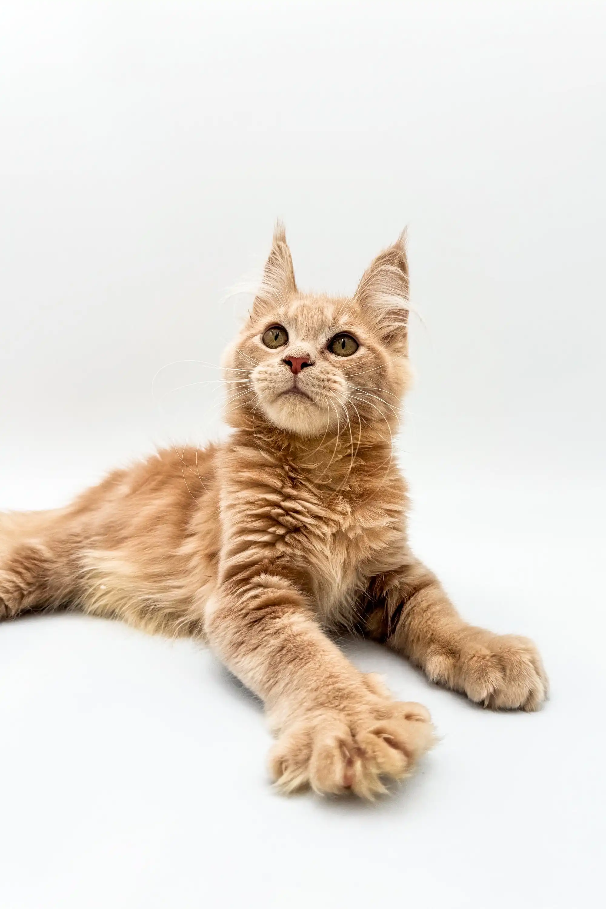 Met | Maine Coon Kitten - Image 3